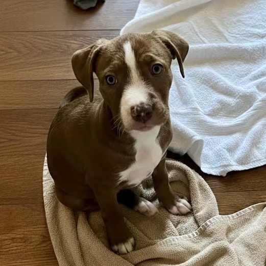 Donny, a Adoptable mixed breed in Midlothian, VA image 6/6