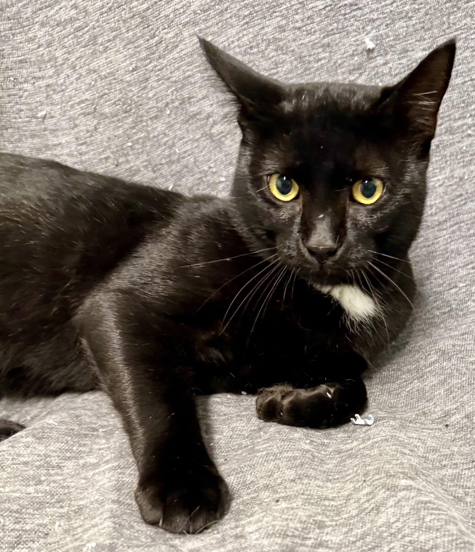 Enlarge Domino, a Adopted American Shorthair in Bolivia, NC image 1/1