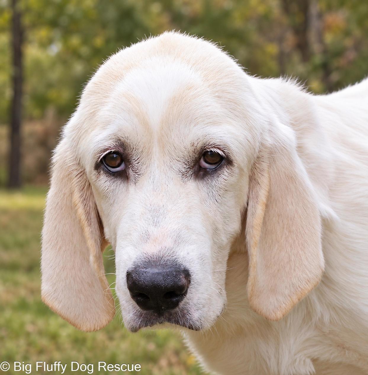 Enlarge Tess, a Adoptable mixed breed in Charlotte, NC image 1/4