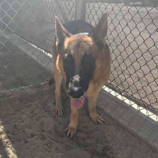 HERSHEY, Adoptable, Adult Male German Shepherd Dog.