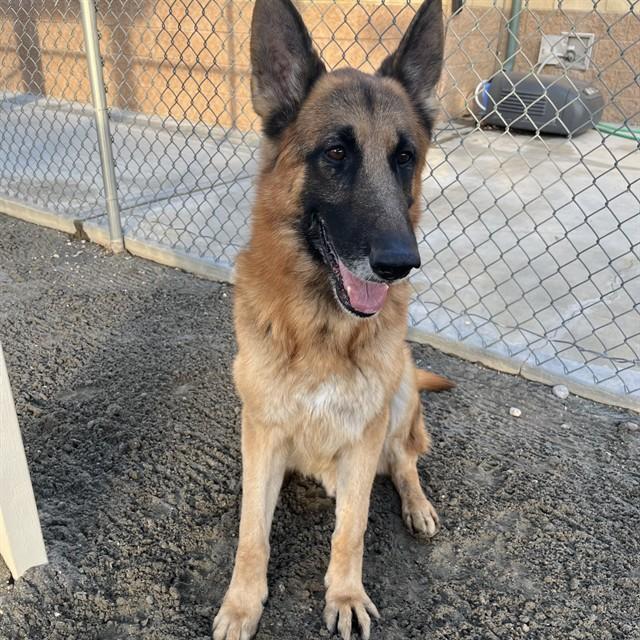 Enlarge HERSHEY, a Adoptable German Shepherd Dog in Thousand Palms, CA image 1/1