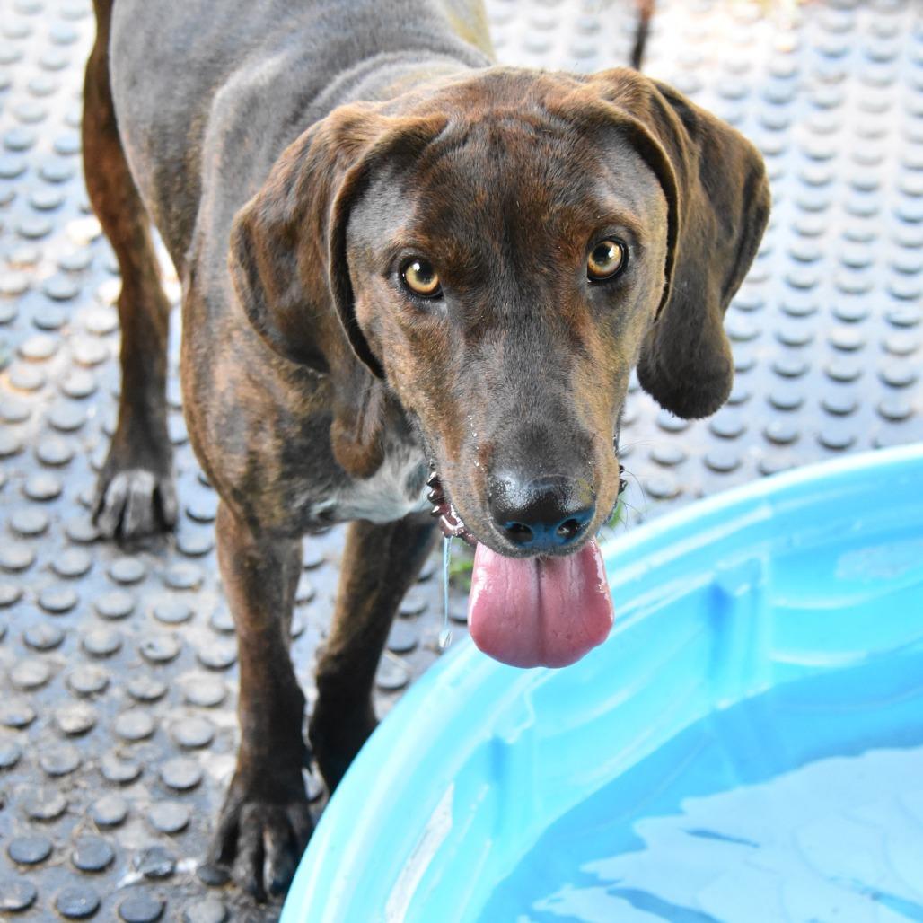 Enlarge Brisket, a Adoptable mixed breed in Columbus, NC image 1/6