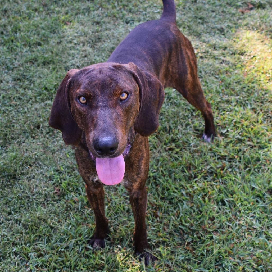 Enlarge Brisket, a Adoptable mixed breed in Columbus, NC image 2/6