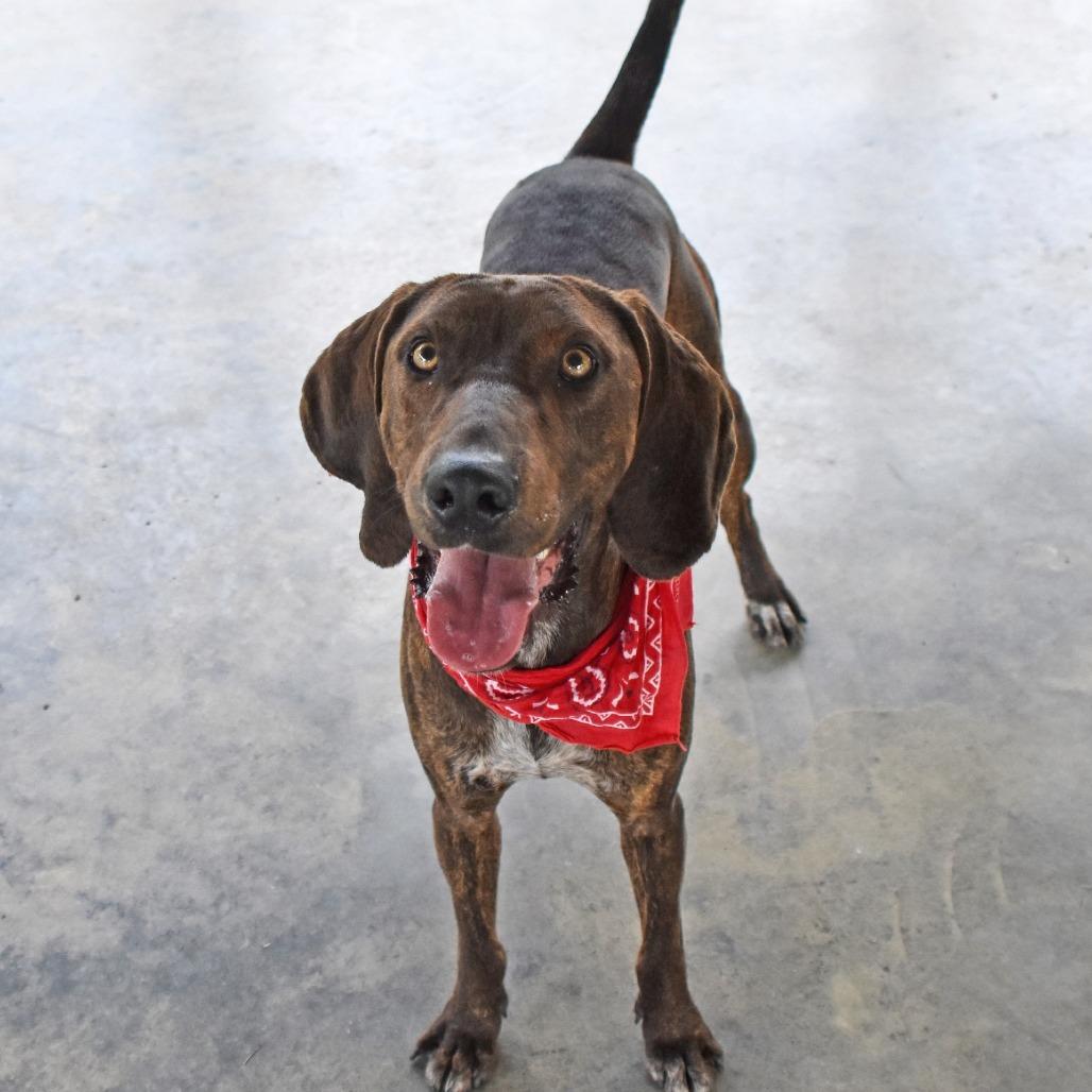 Enlarge Brisket, a Adoptable mixed breed in Columbus, NC image 3/6