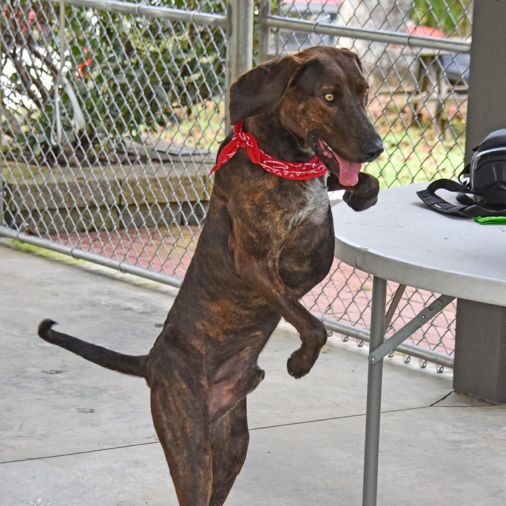 Enlarge Brisket, a Adoptable mixed breed in Columbus, NC image 4/6