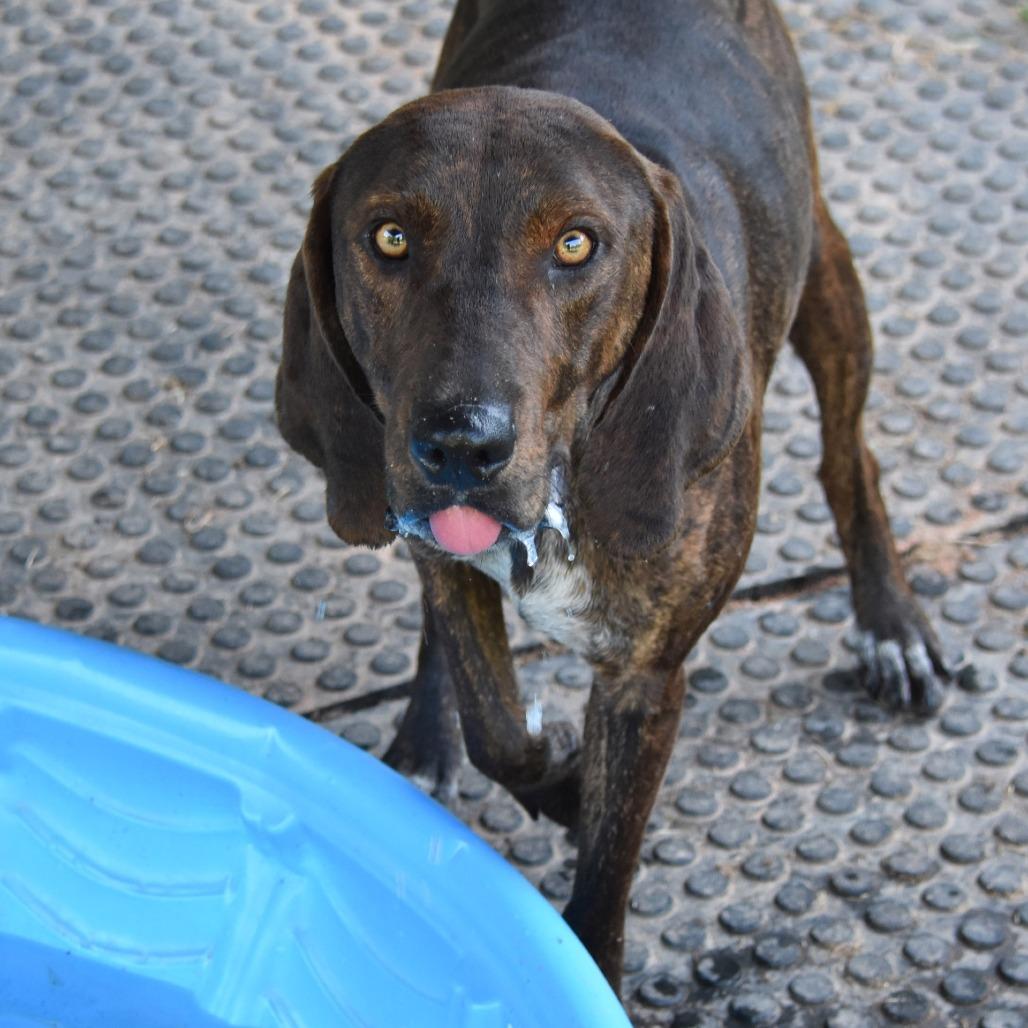 Enlarge Brisket, a Adoptable mixed breed in Columbus, NC image 5/6