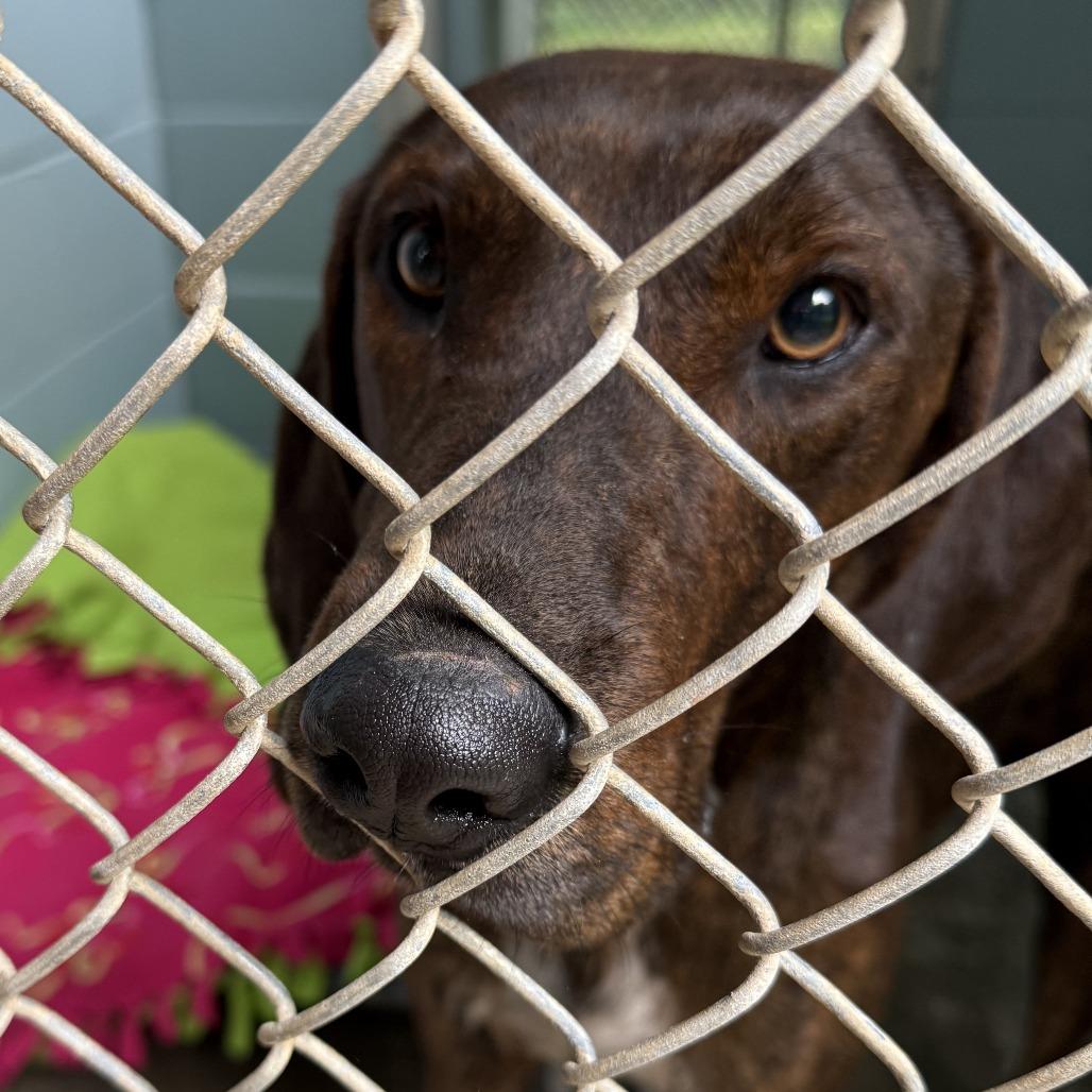 Enlarge Brisket, a Adoptable mixed breed in Columbus, NC image 6/6