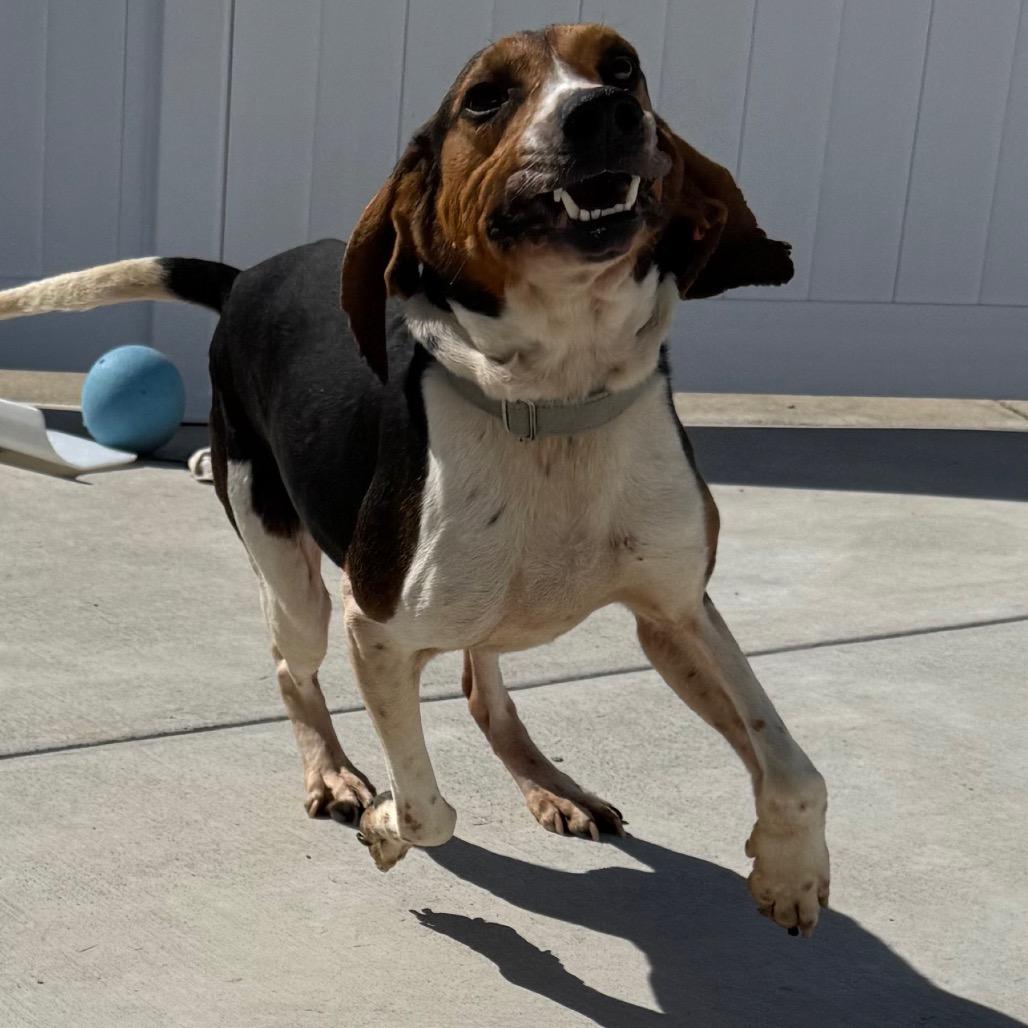 Romeo, Adoptable, Adult Male Treeing Walker Coonhound.