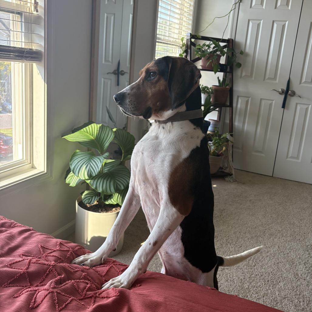 Enlarge Romeo, a Adoptable Treeing Walker Coonhound in Harrisonburg, VA image 2/6