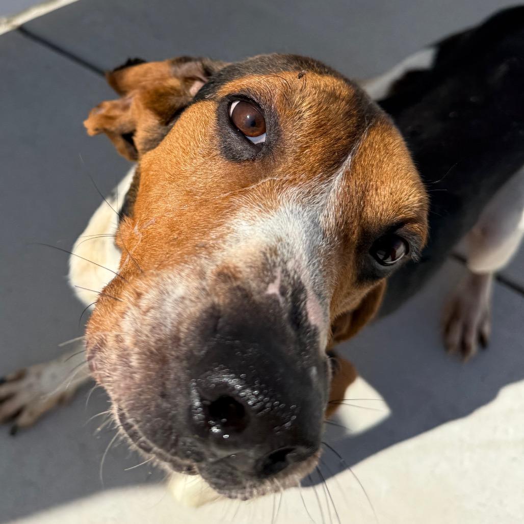 Enlarge Romeo, a Adoptable Treeing Walker Coonhound in Harrisonburg, VA image 2/6