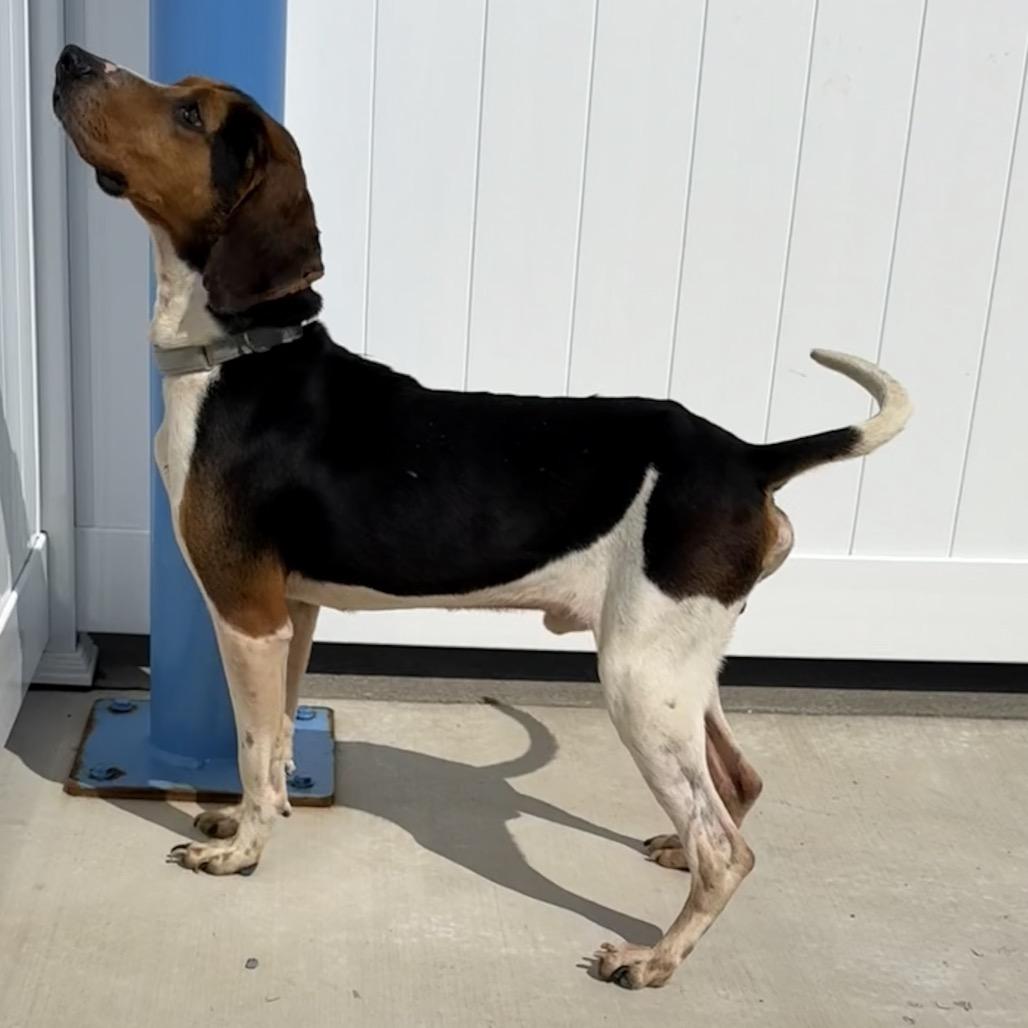 Enlarge Romeo, a Adoptable Treeing Walker Coonhound in Harrisonburg, VA image 3/6
