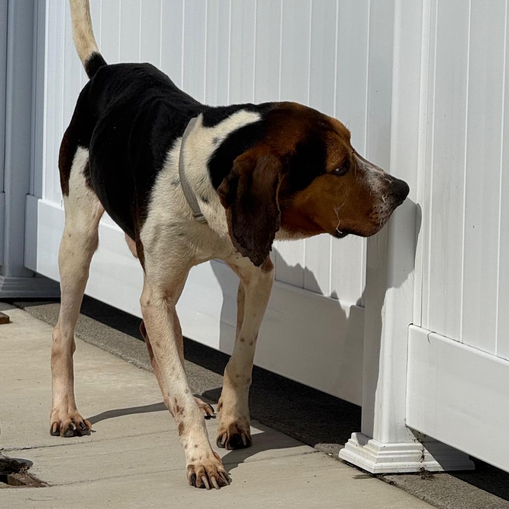 Enlarge Romeo, a Adoptable Treeing Walker Coonhound in Harrisonburg, VA image 4/6