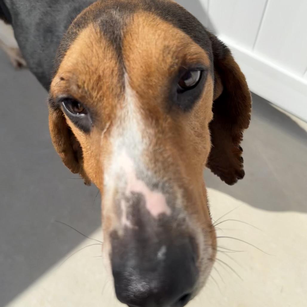Enlarge Romeo, a Adoptable Treeing Walker Coonhound in Harrisonburg, VA image 5/6