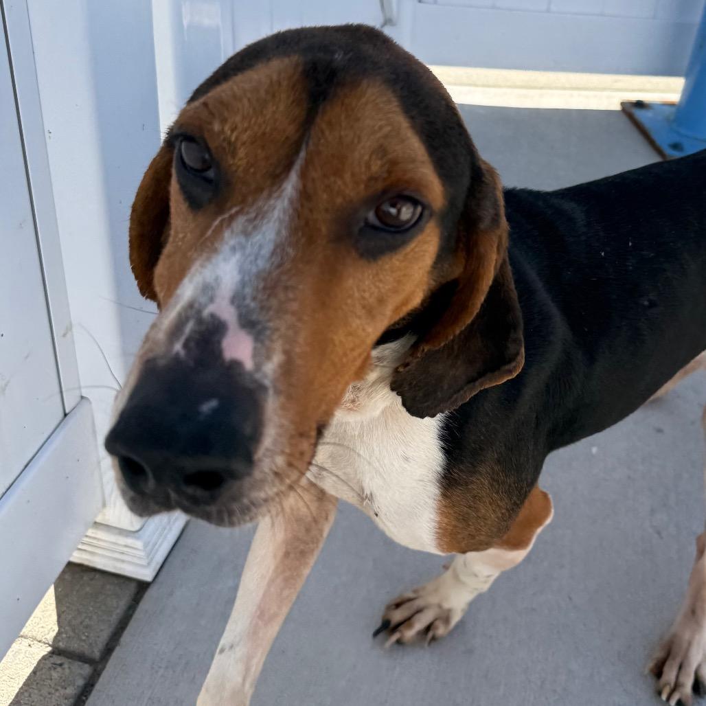Enlarge Romeo, a Adoptable Treeing Walker Coonhound in Harrisonburg, VA image 6/6