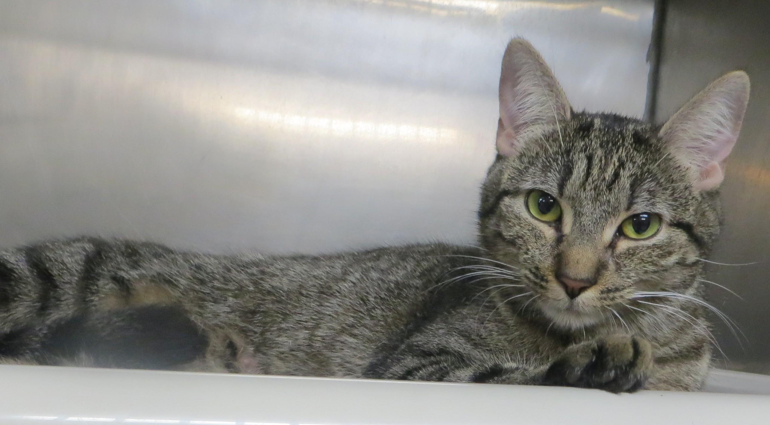 Enlarge TOBY (Adoption Pending), a Adoptable Tiger in Taunton, MA image 3/5
