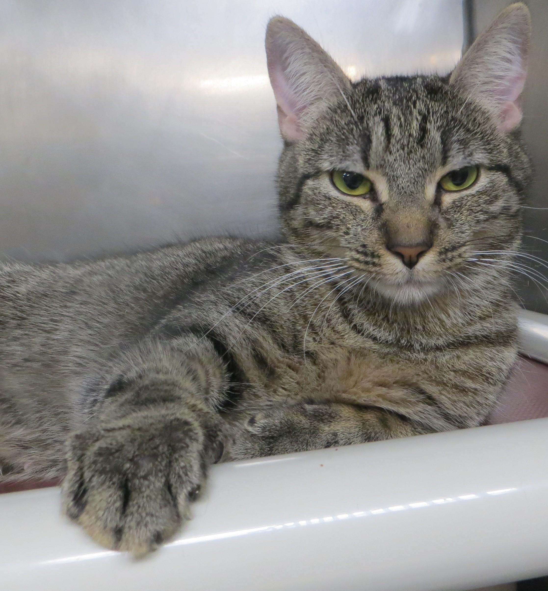 Enlarge TOBY (Adoption Pending), a Adoptable Tiger in Taunton, MA image 2/5