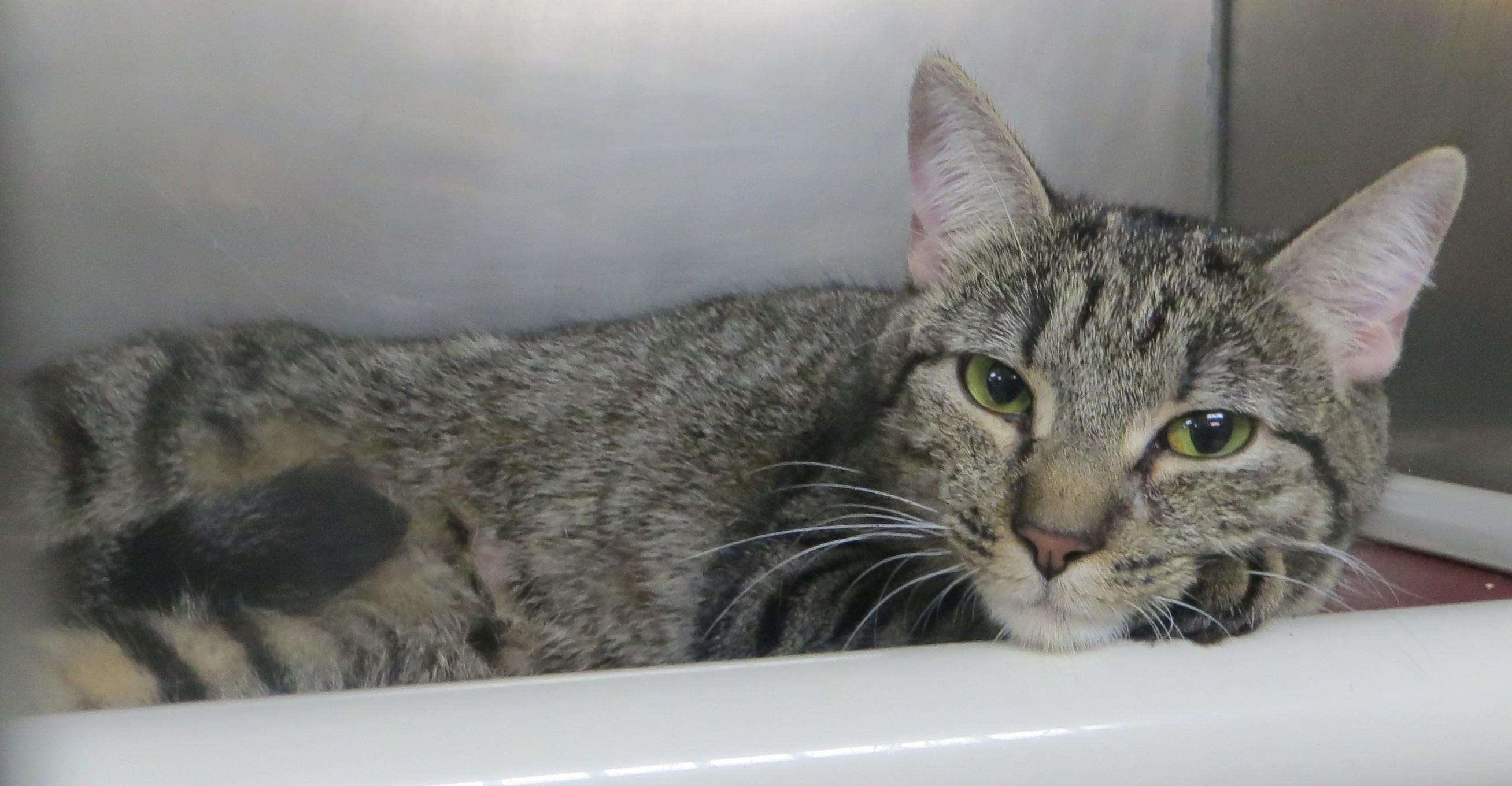 Enlarge TOBY (Adoption Pending), a Adoptable Tiger in Taunton, MA image 4/5