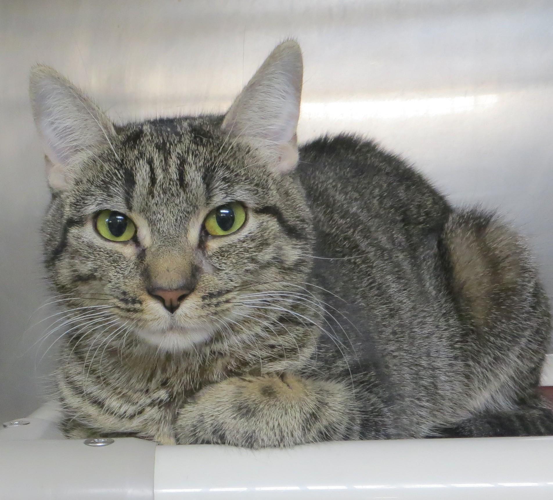 Enlarge TOBY (Adoption Pending), a Adoptable Tiger in Taunton, MA image 1/5