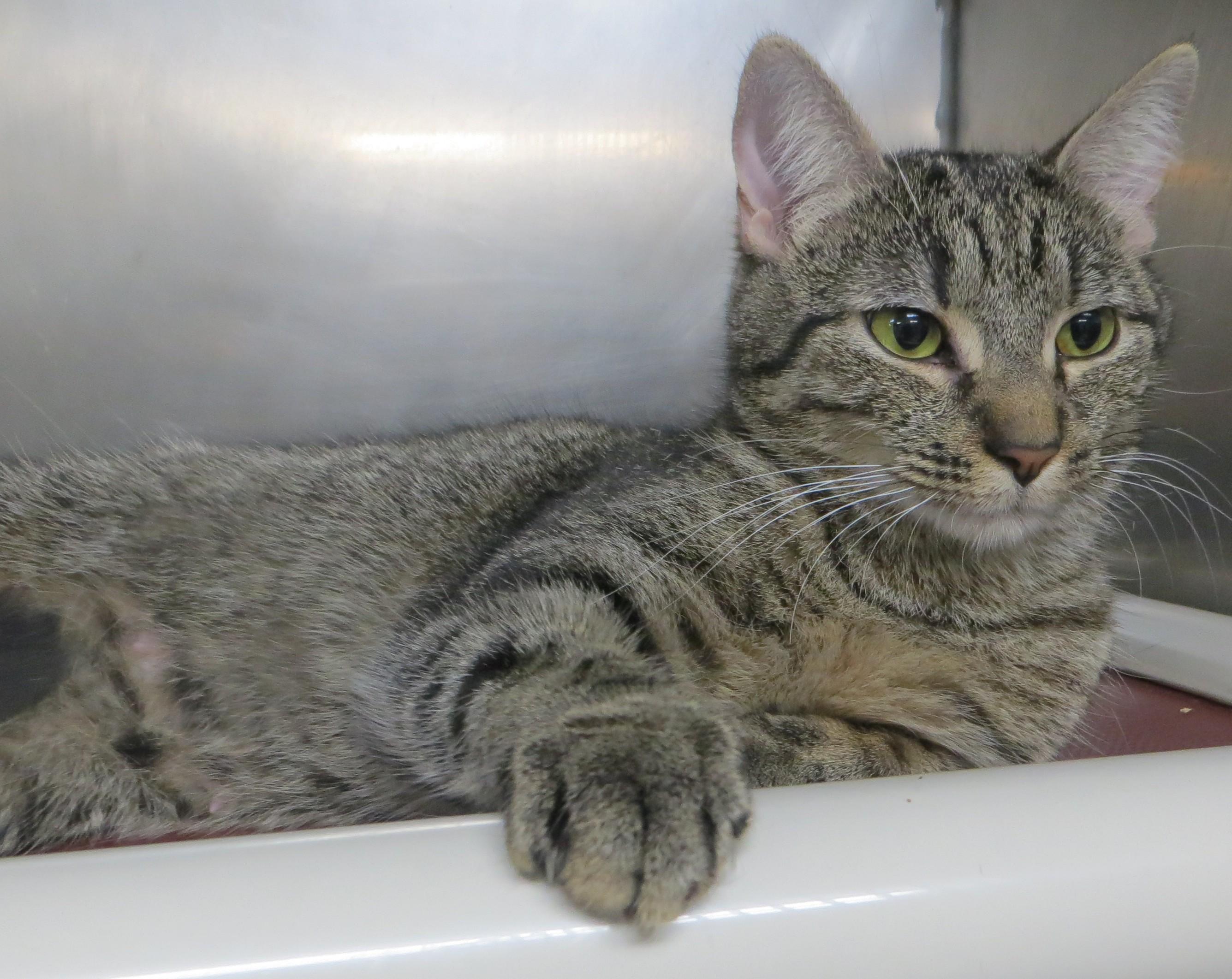 Enlarge TOBY (Adoption Pending), a Adoptable Tiger in Taunton, MA image 5/5