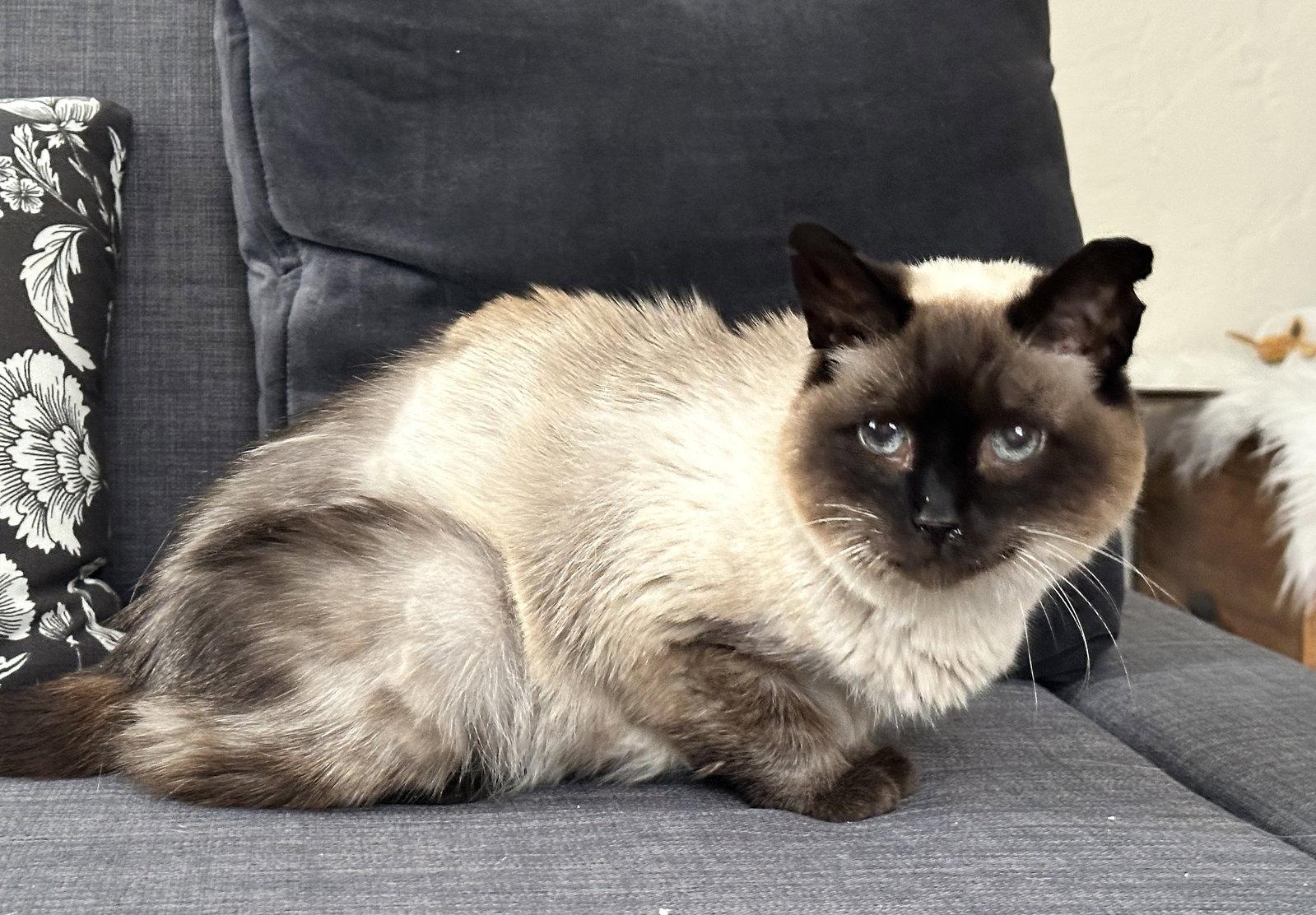 Misha, Adoptable, Senior Female Siamese & Domestic Short Hair.