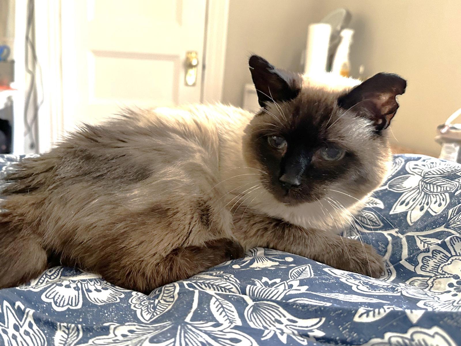 Misha, a Adoptable mixed breed in Oakland, CA image 3/3