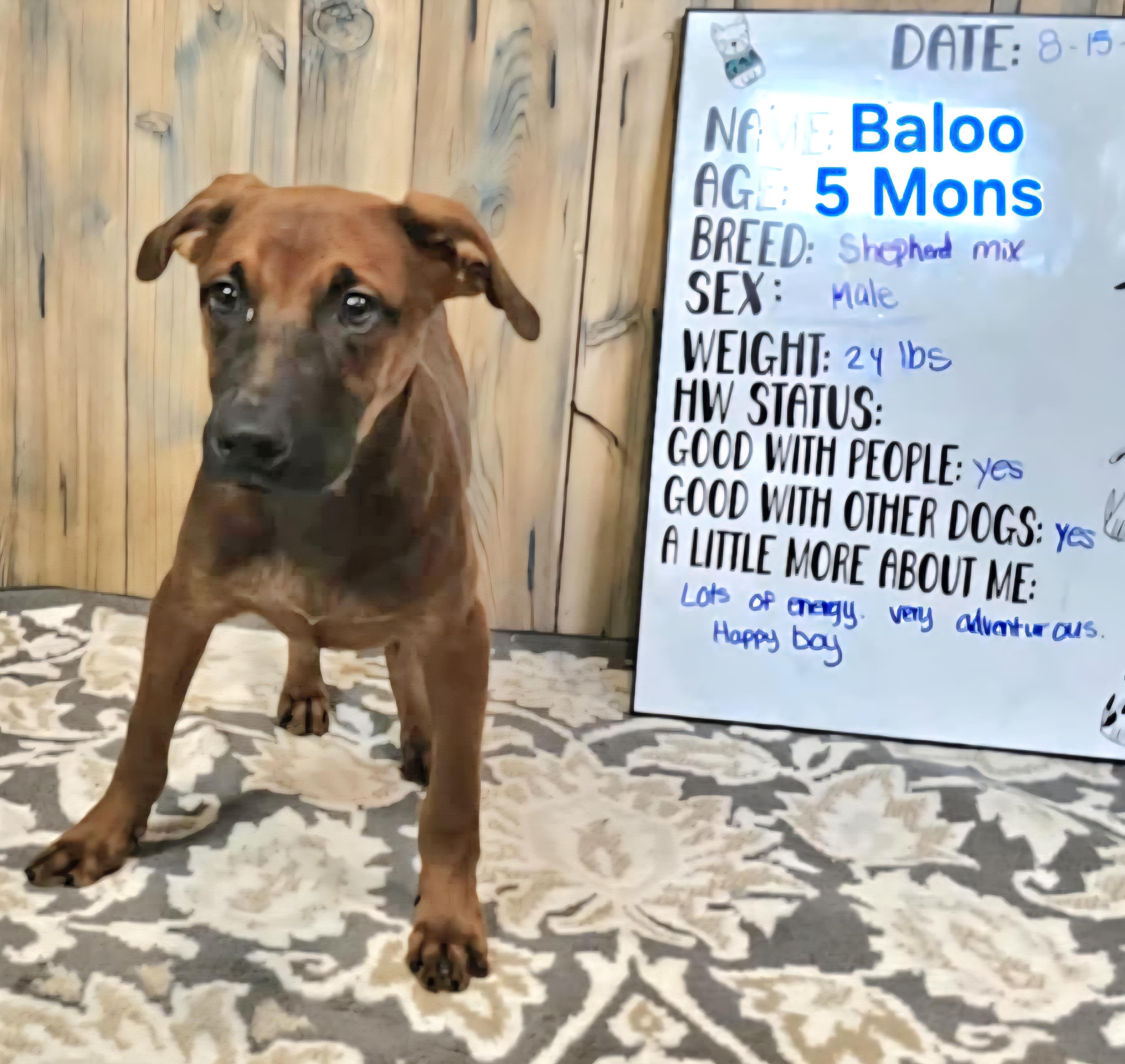 Baloo, Adopted, Puppy Male Shepherd.