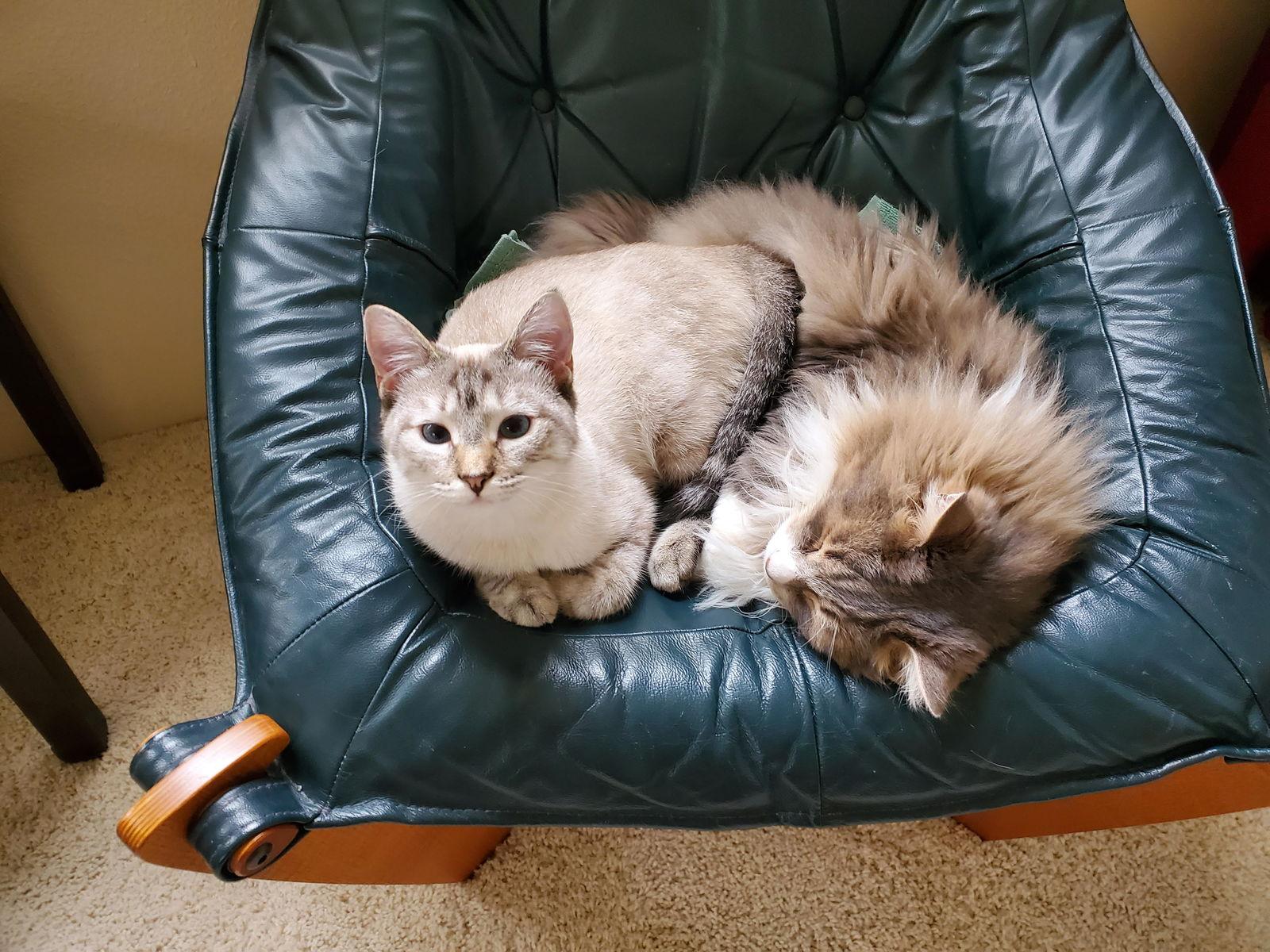 Princess - your lap will be her throne, Adoptable, Young Female Siamese & Domestic Short Hair.