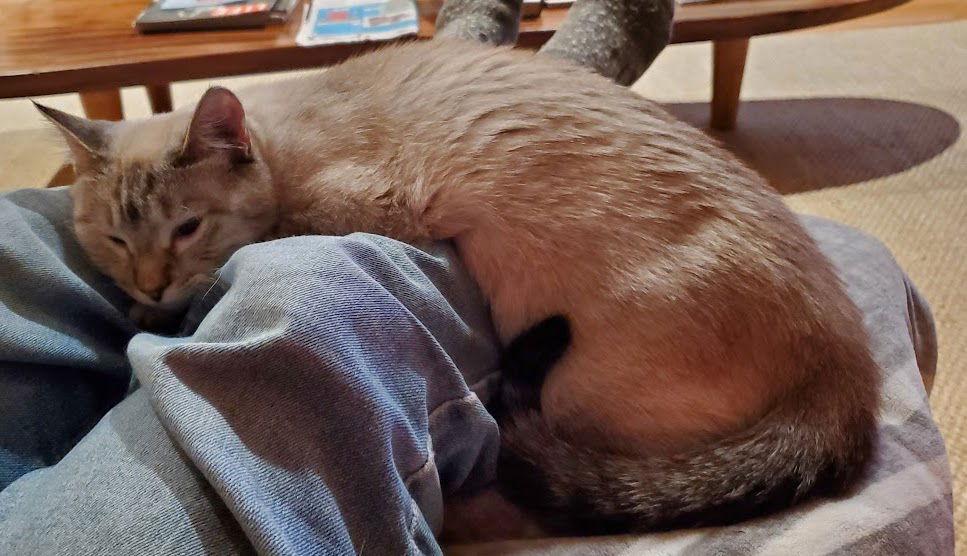 Enlarge Princess - your lap will be her throne, a Adoptable mixed breed in San Luis Obispo, CA image 2/3