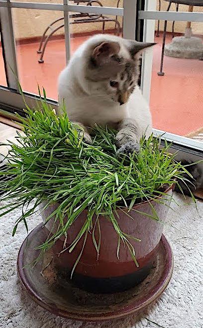 Enlarge Princess - your lap will be her throne, a Adoptable mixed breed in San Luis Obispo, CA image 3/3