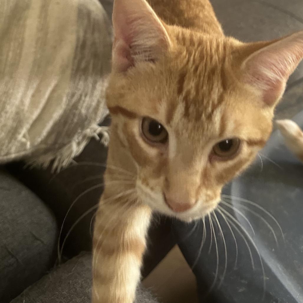 Marmalade, Adoptable, Young Male Domestic Short Hair.