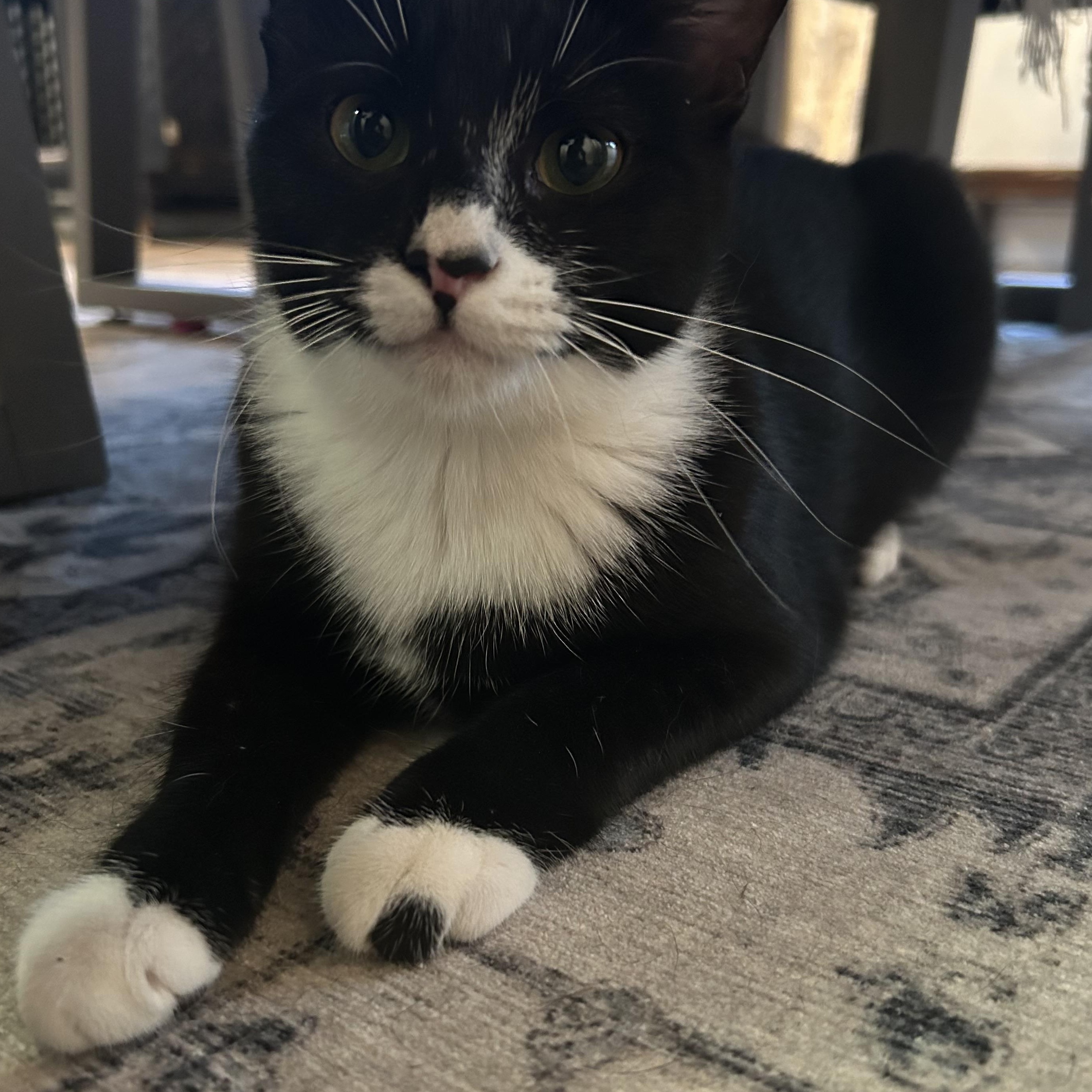 Sammy, Adoptable, Young Female Domestic Short Hair.