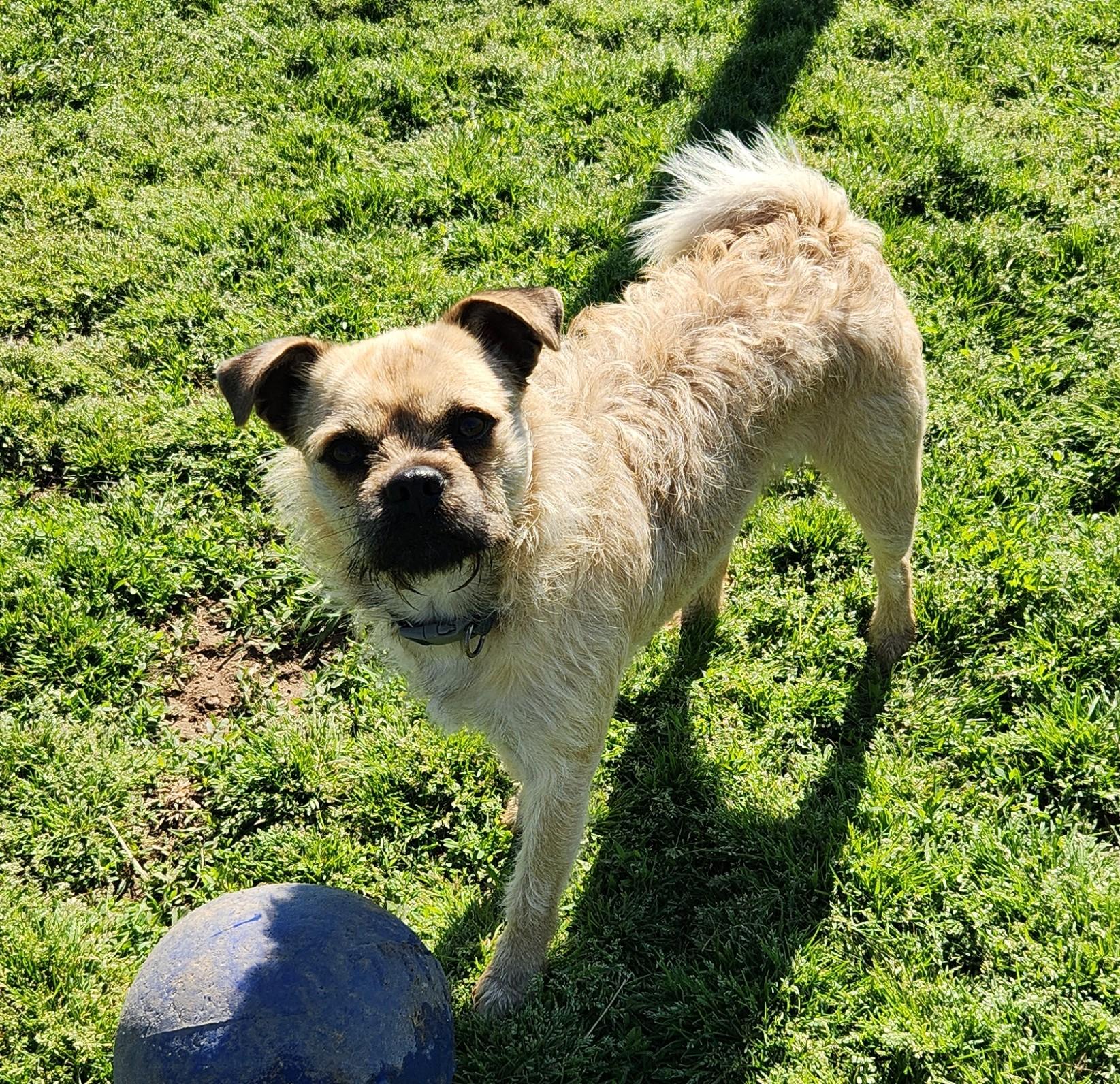 Gus, ADOPTABLE, Adult Male Pug & Wirehaired Terrier.