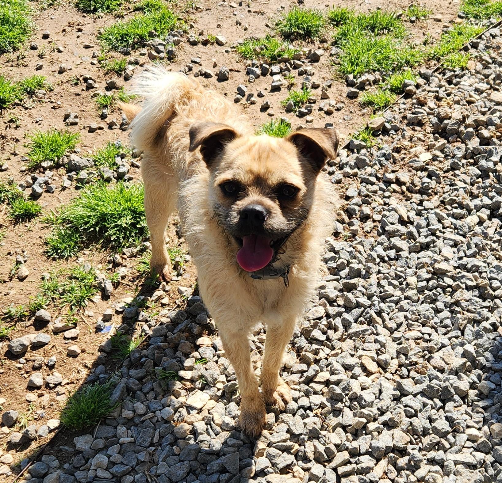 Enlarge Gus, a ADOPTABLE mixed breed in Siloam Springs, AR image 3/3