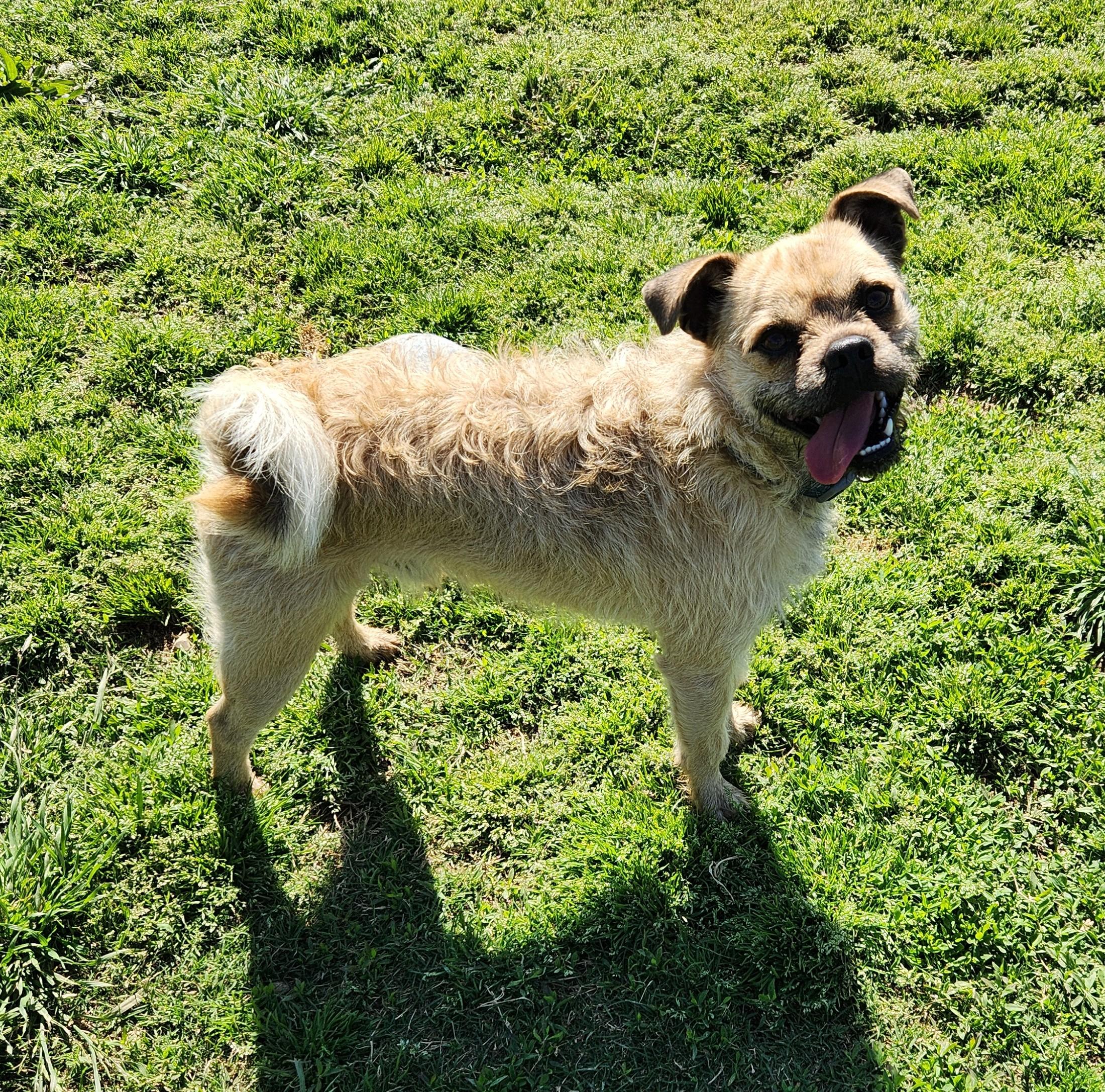Enlarge Gus, a ADOPTABLE mixed breed in Siloam Springs, AR image 2/3
