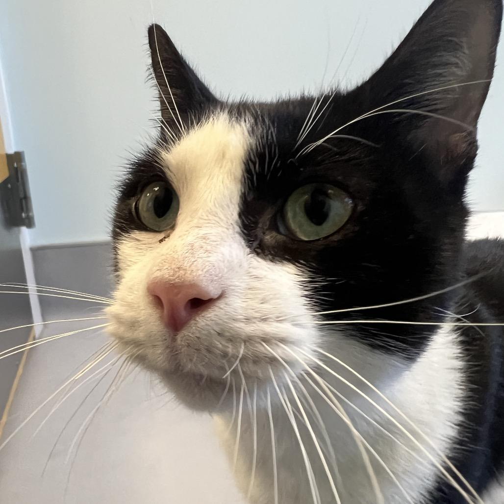 Elvis, Adoptable, Young Male Domestic Short Hair.