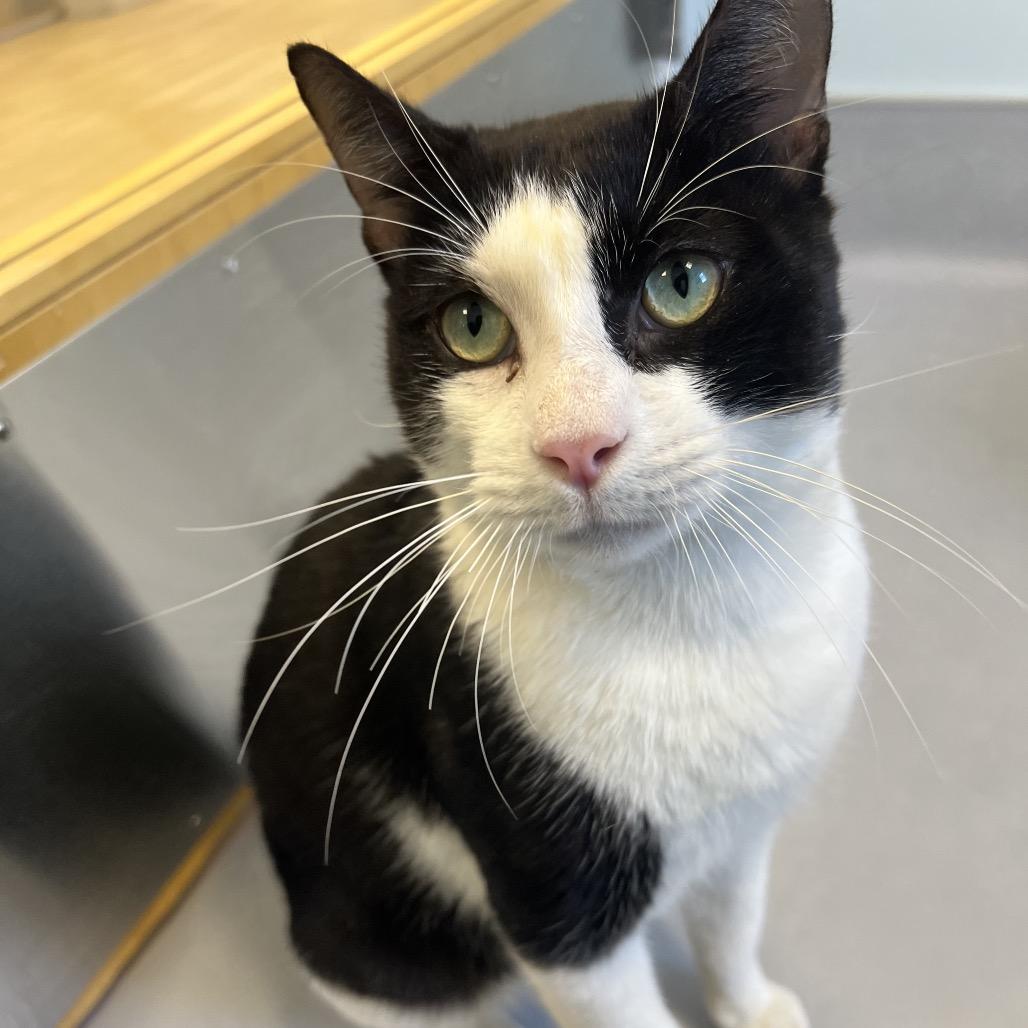 Enlarge Elvis, a Adoptable Domestic Short Hair in Boston, MA image 2/4