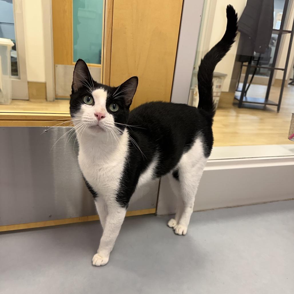 Enlarge Elvis, a Adoptable Domestic Short Hair in Boston, MA image 3/4