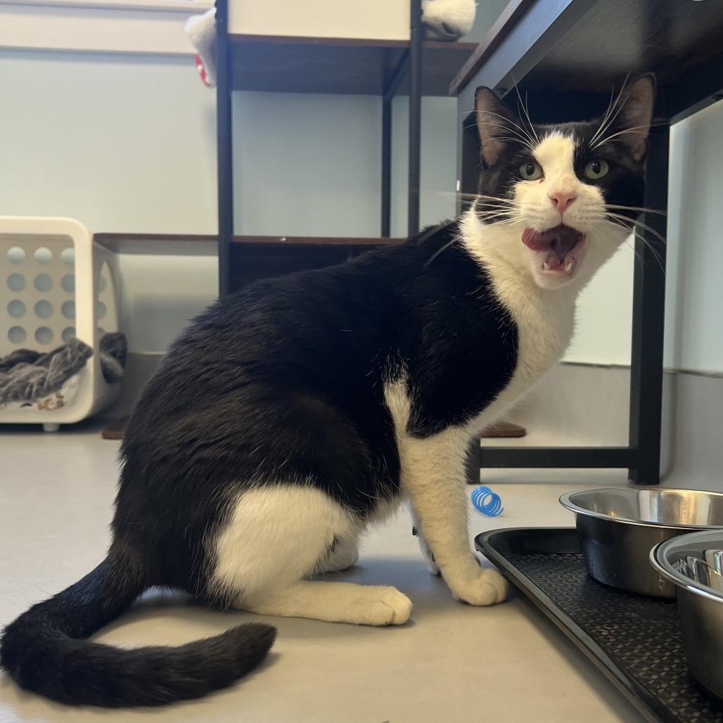 Enlarge Elvis, a Adoptable Domestic Short Hair in Boston, MA image 4/4