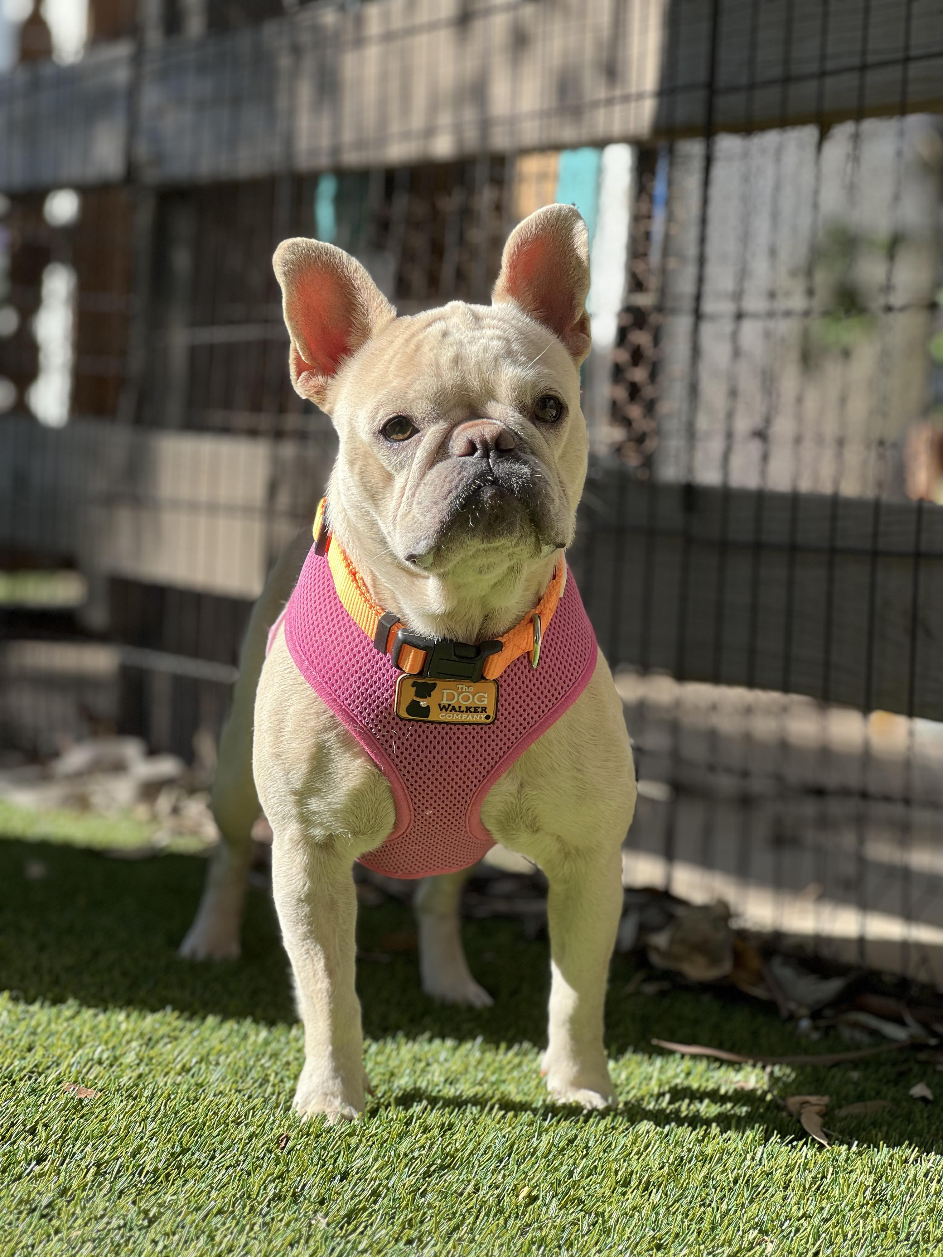 Enlarge Snowy, an adopted French Bulldog in West Hollywood, CA image 1/1