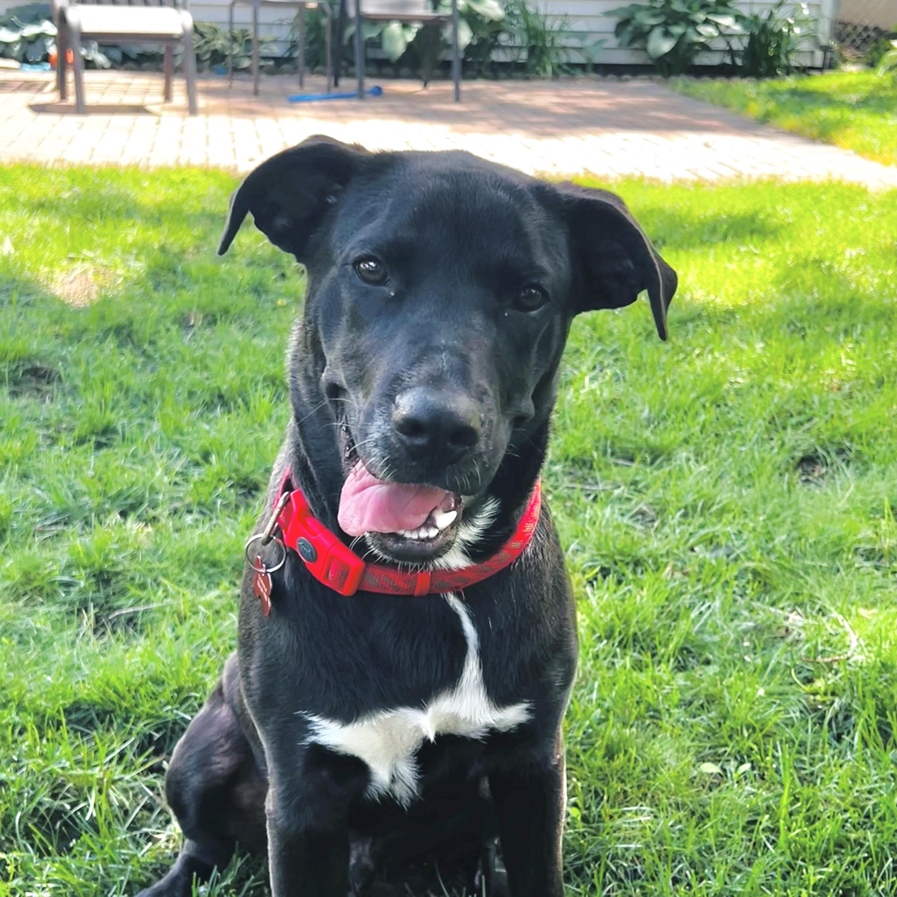 Bojangles, a ADOPTABLE mixed breed in Prior Lake, MN image 2/6