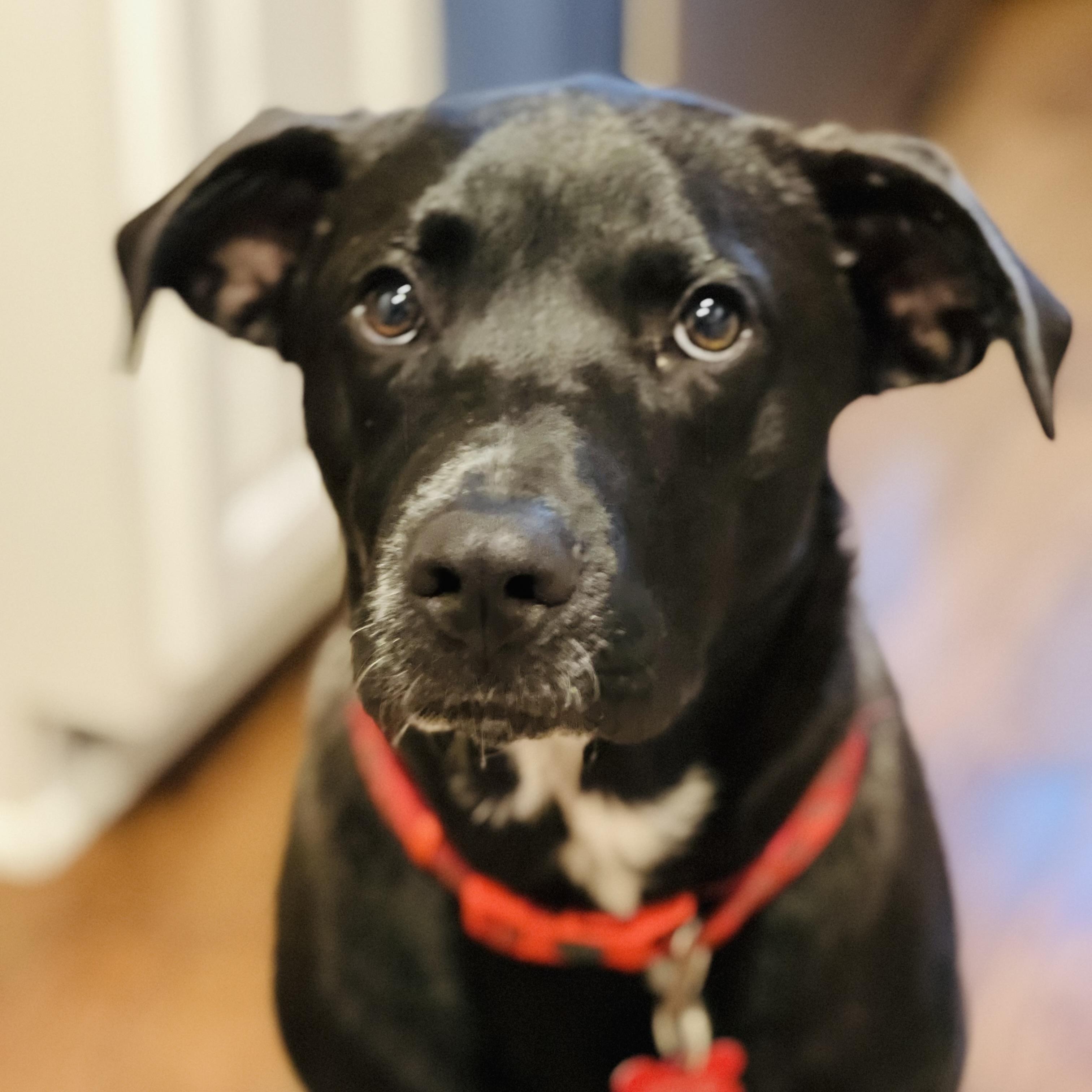 Bojangles, a ADOPTABLE mixed breed in Prior Lake, MN image 3/6