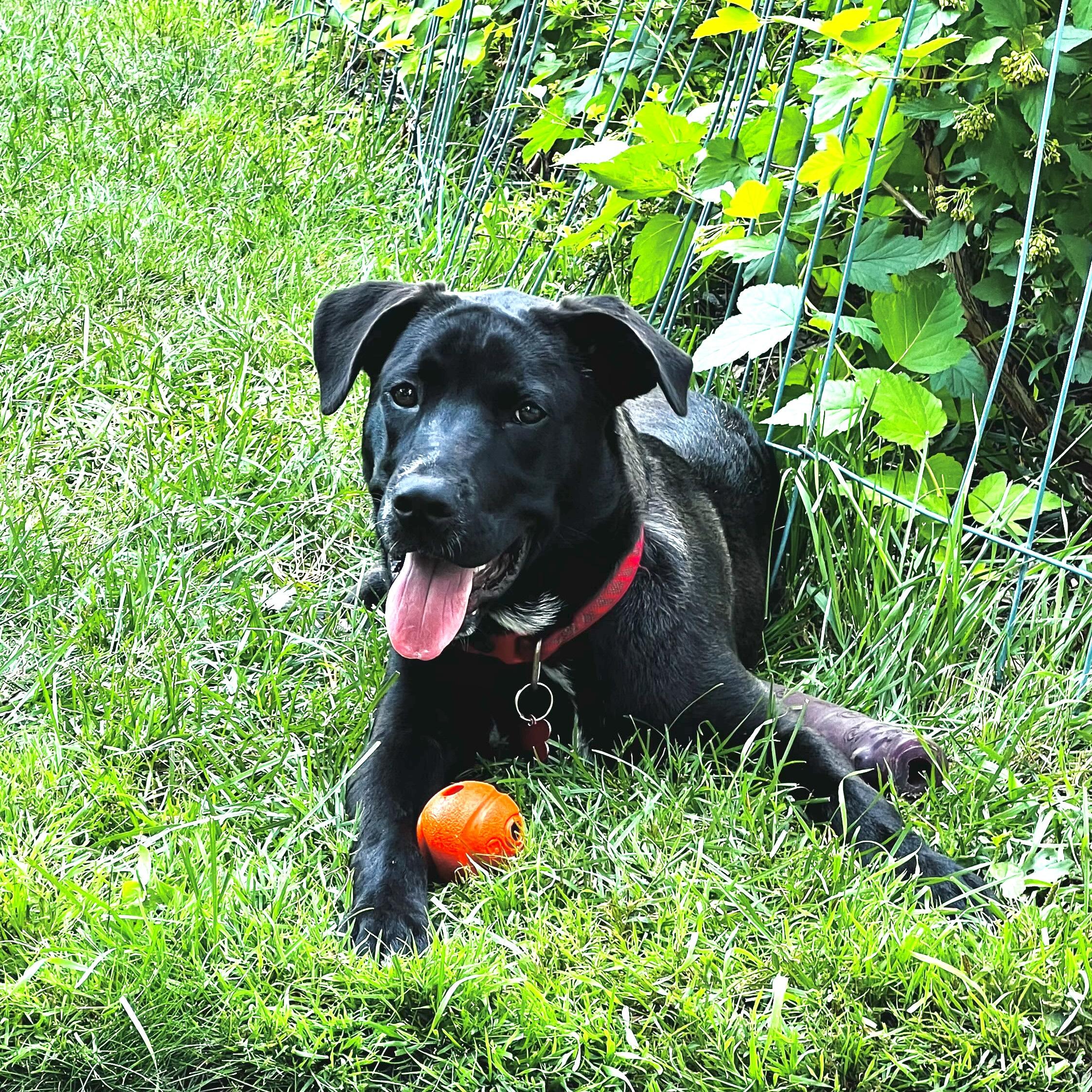 Bojangles, a ADOPTABLE mixed breed in Prior Lake, MN image 4/6