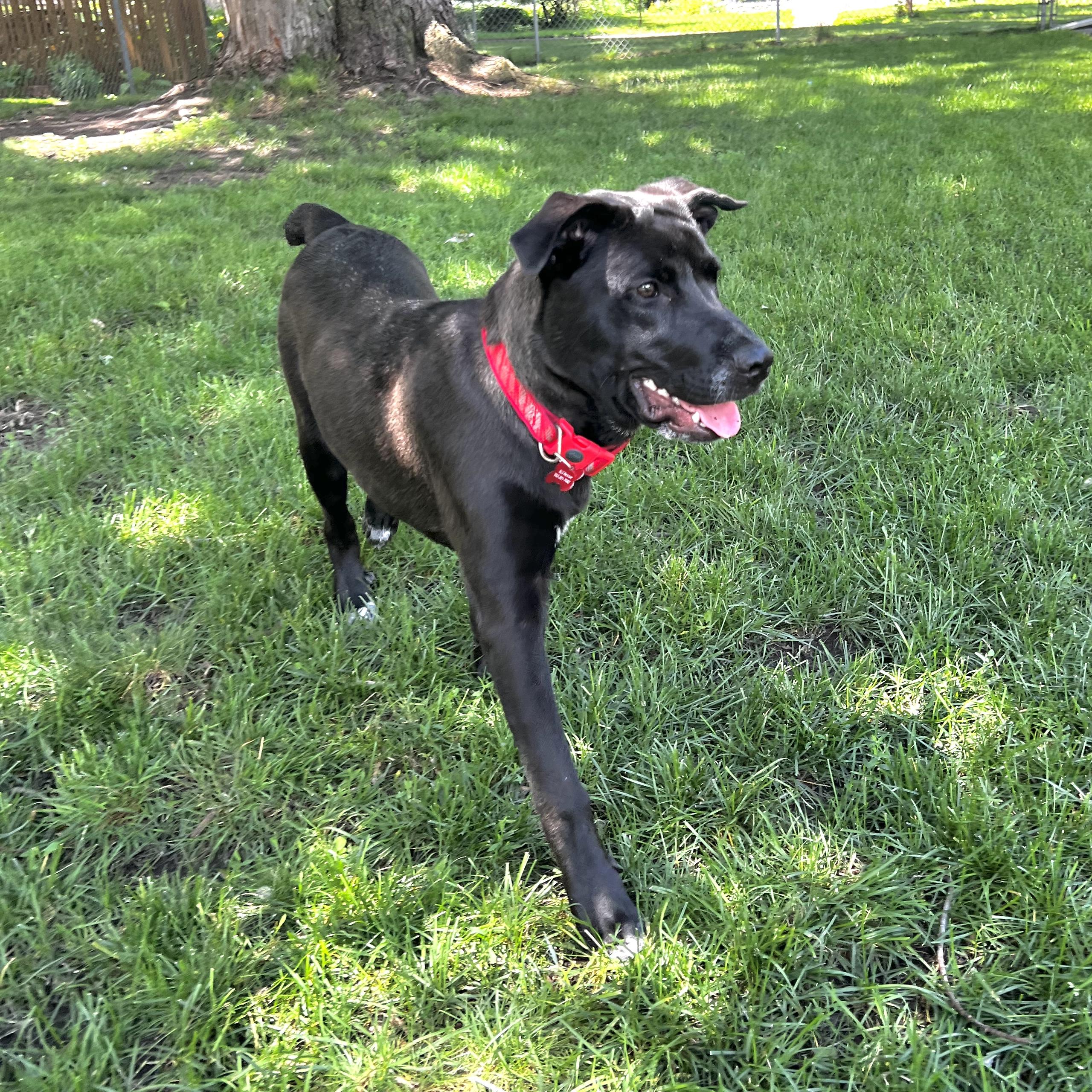 Bojangles, a ADOPTABLE mixed breed in Prior Lake, MN image 6/6
