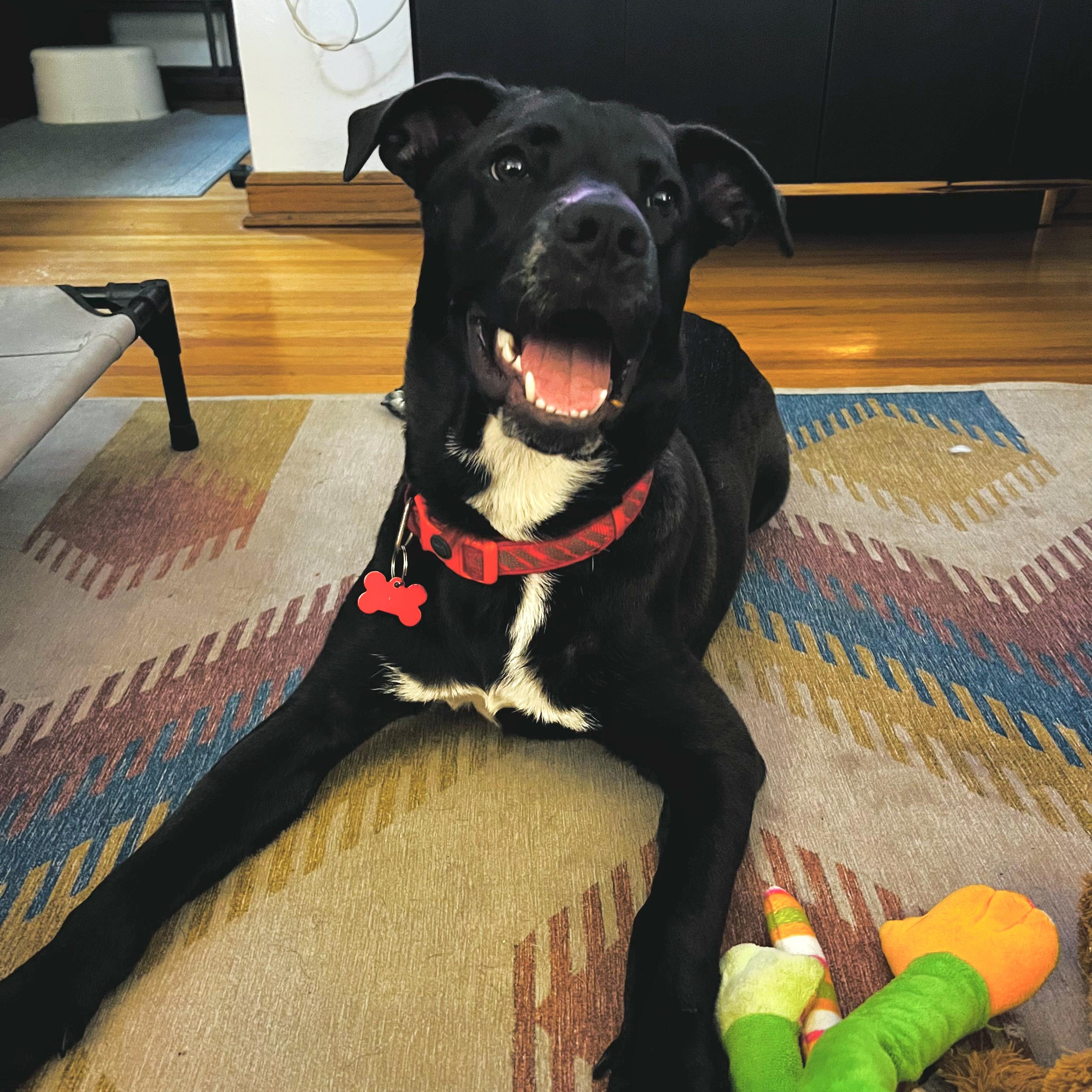 Bojangles, a ADOPTABLE mixed breed in Prior Lake, MN image 5/6