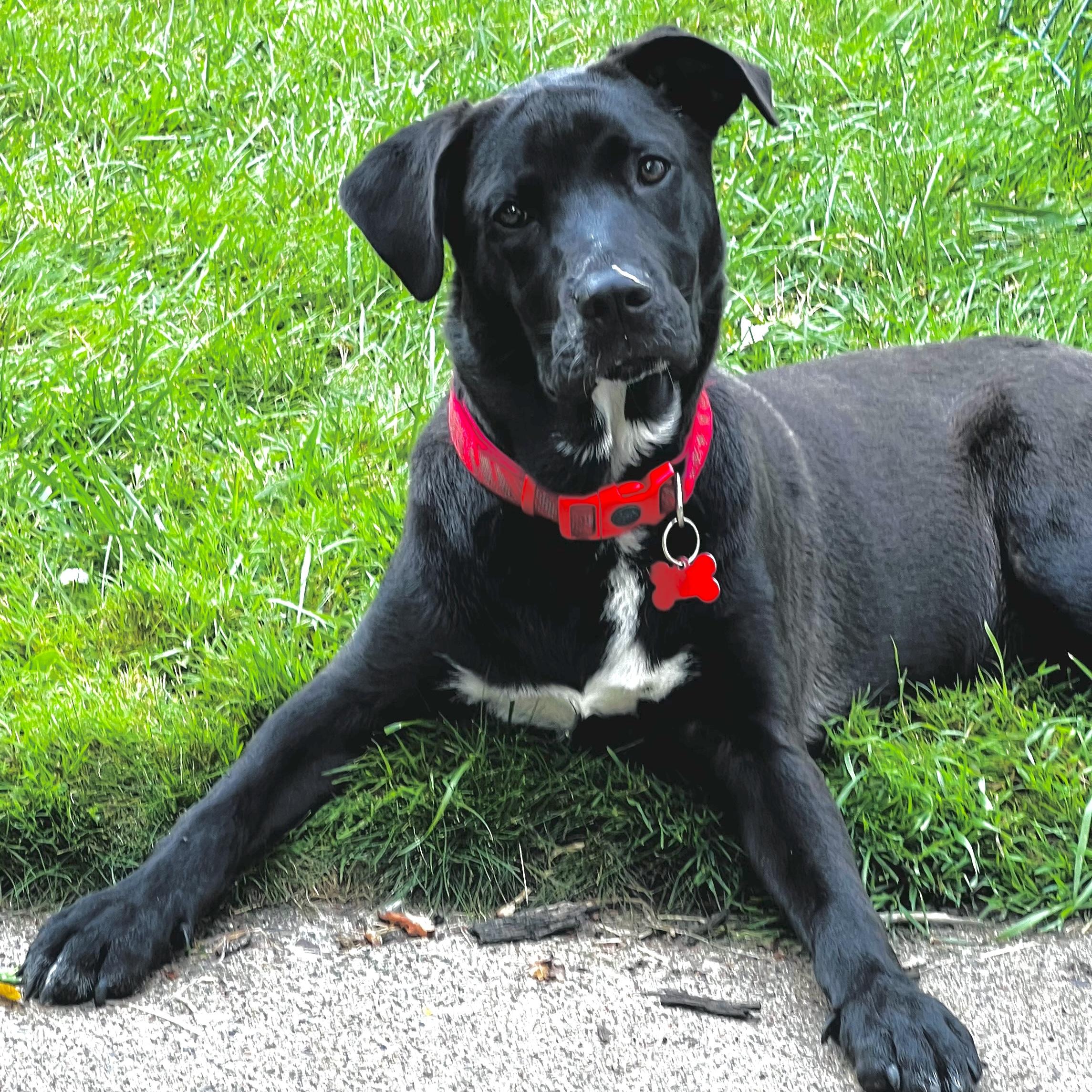 Bojangles, ADOPTABLE, Young Male Black Labrador Retriever.