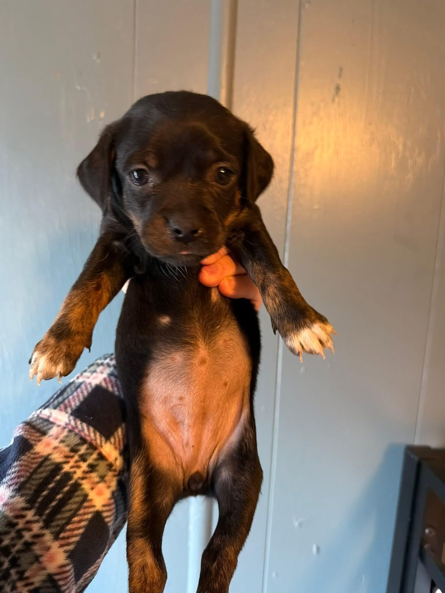 Enlarge Soho, a Adopted mixed breed in Twin Falls, ID image 1/2