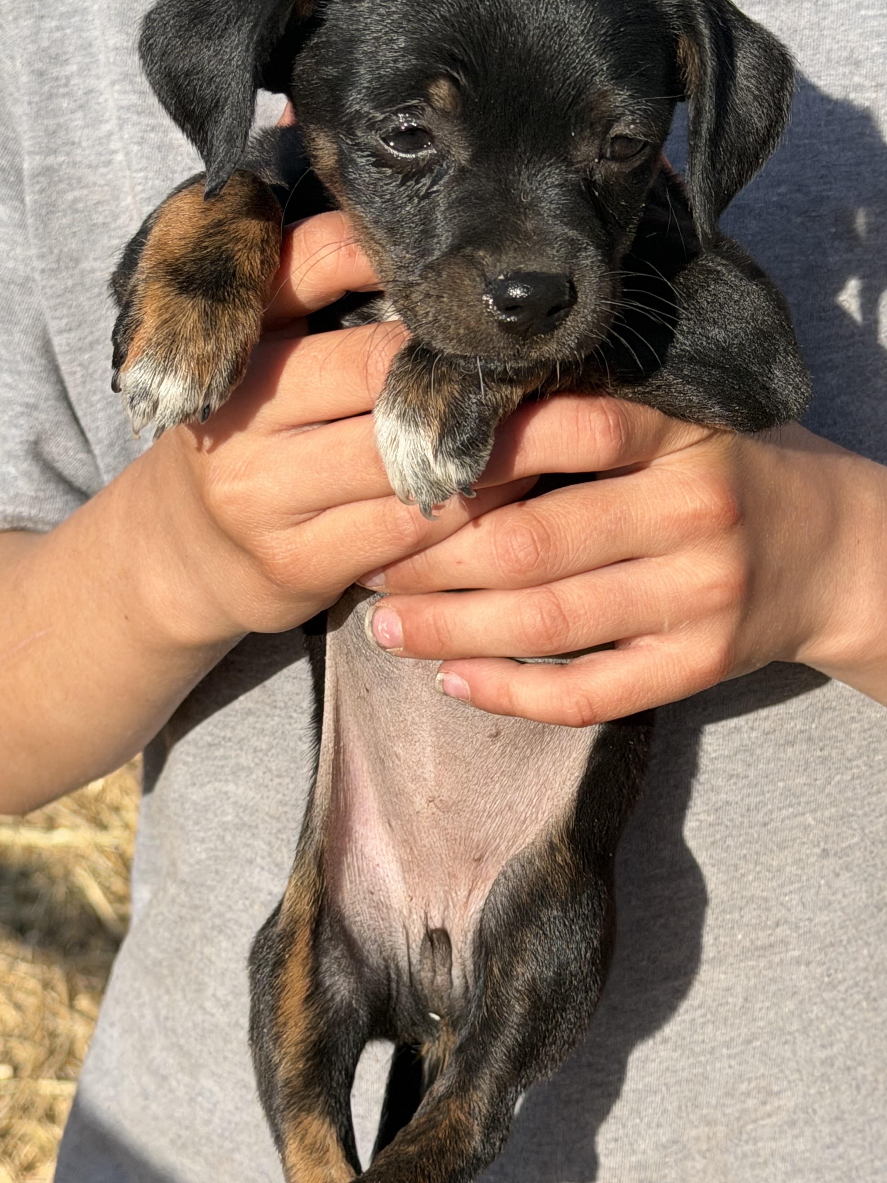 Enlarge Soho, a Adopted mixed breed in Twin Falls, ID image 2/2