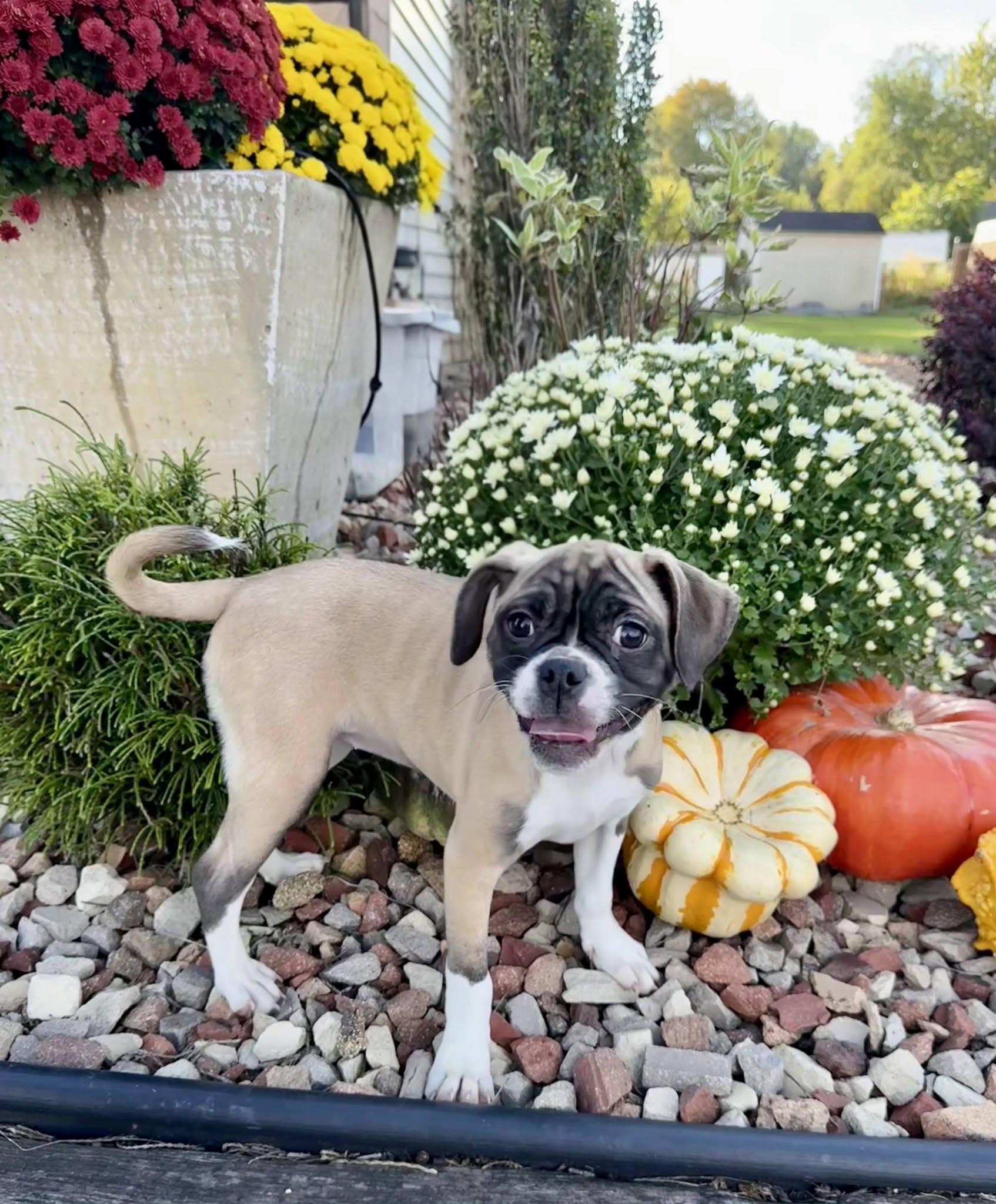 Enlarge Augusta, a Adoptable mixed breed in East Sparta, OH image 3/4