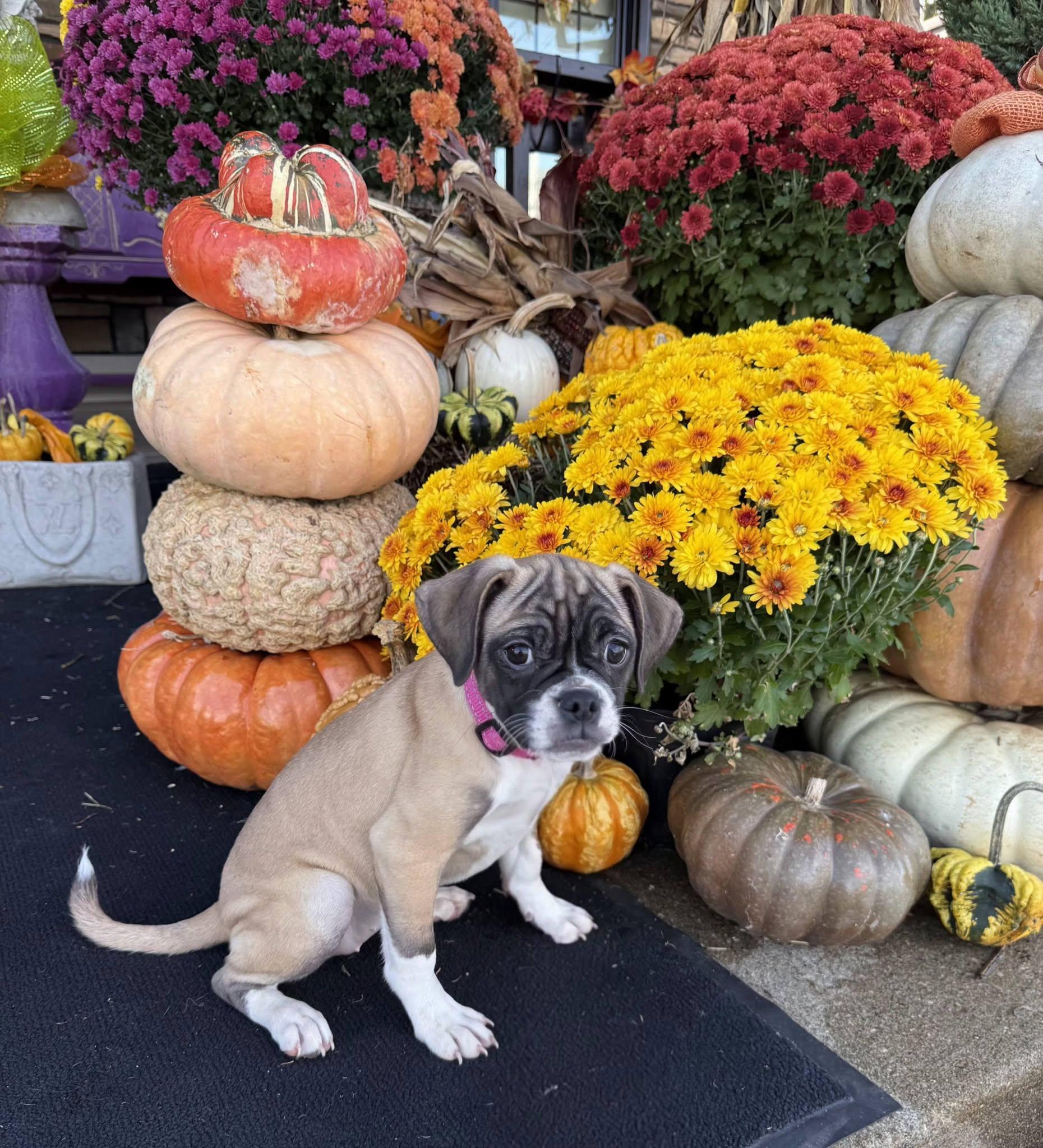 Enlarge Augusta, a Adoptable mixed breed in East Sparta, OH image 1/4
