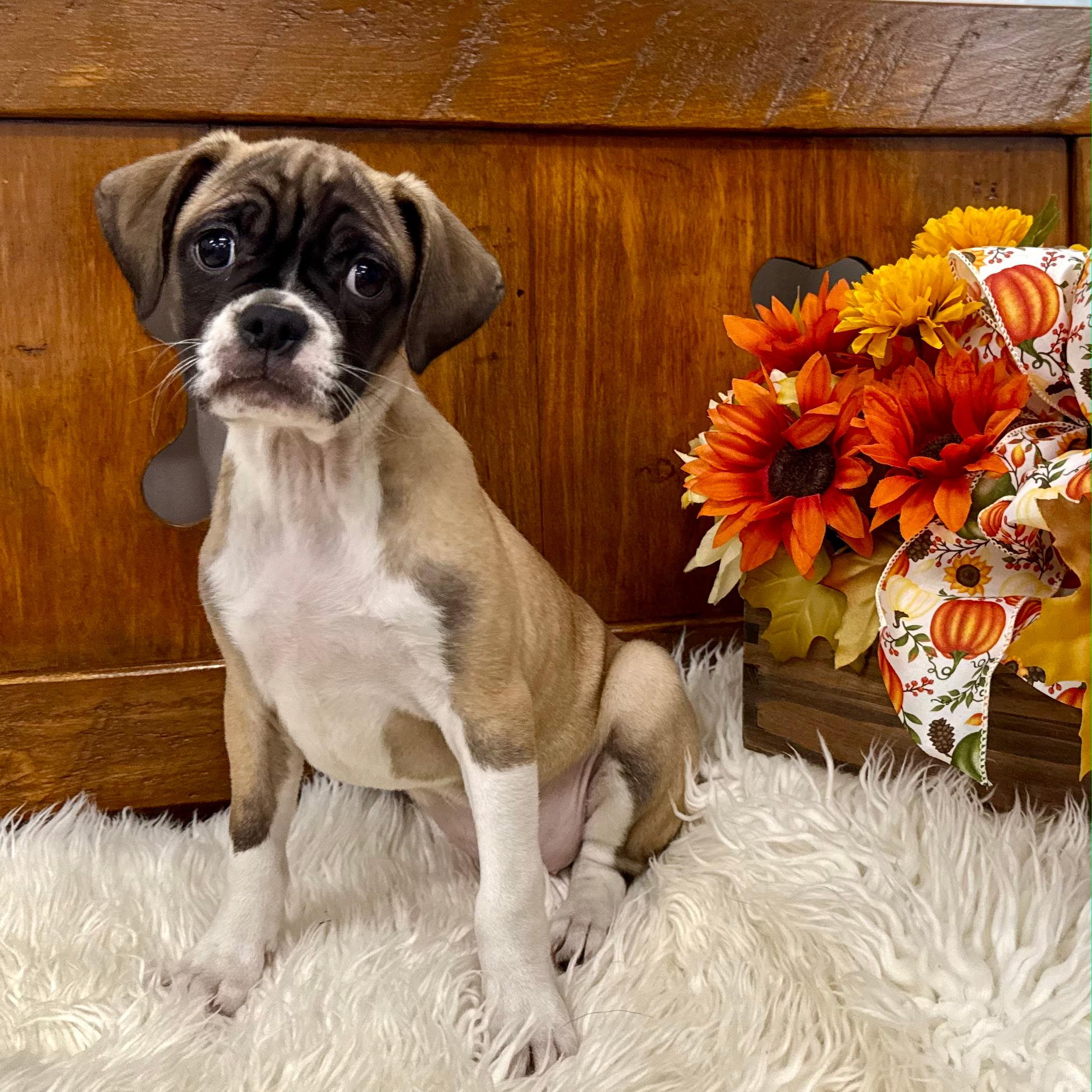 Augusta, Adoptable, Puppy Female Puggle.